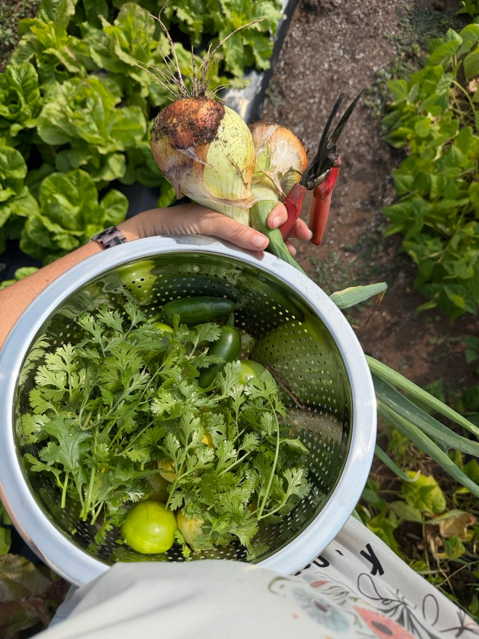 Salsa Verde