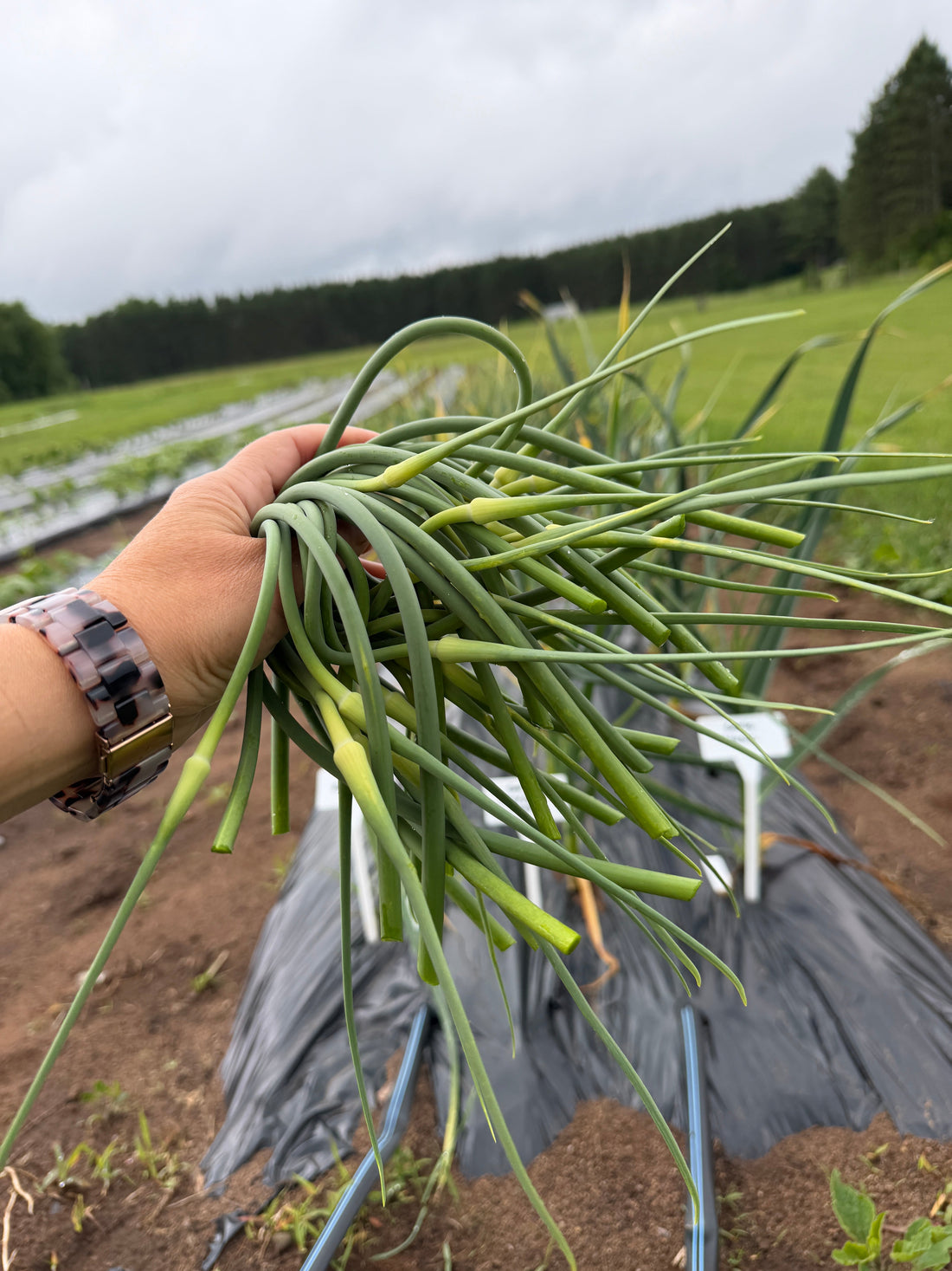 What are Garlic Scapes?