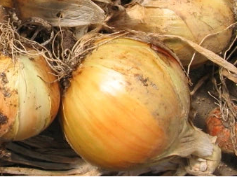 Dakota Tears, Onion