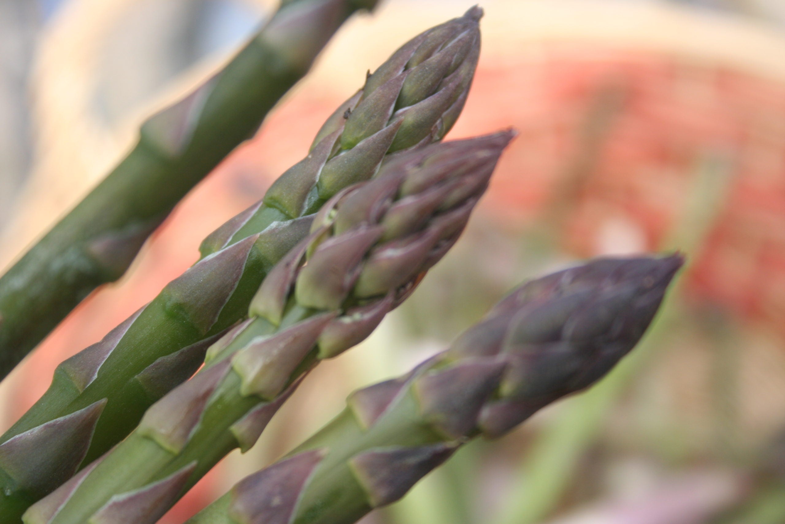 Mary Washington, Asparagus