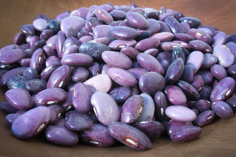 Ayocote Morado Runner, Bean