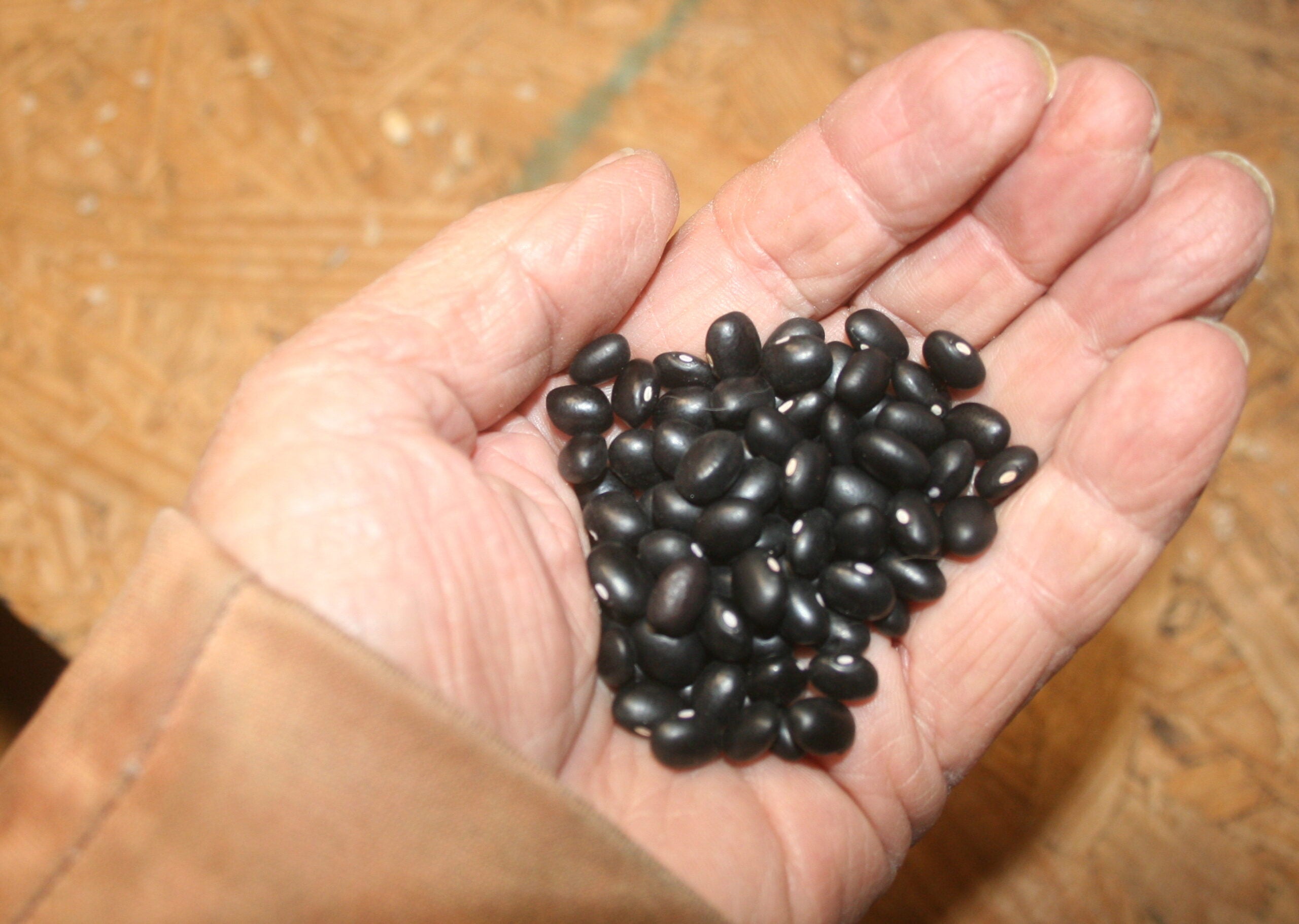 Black Manitoba, Bean