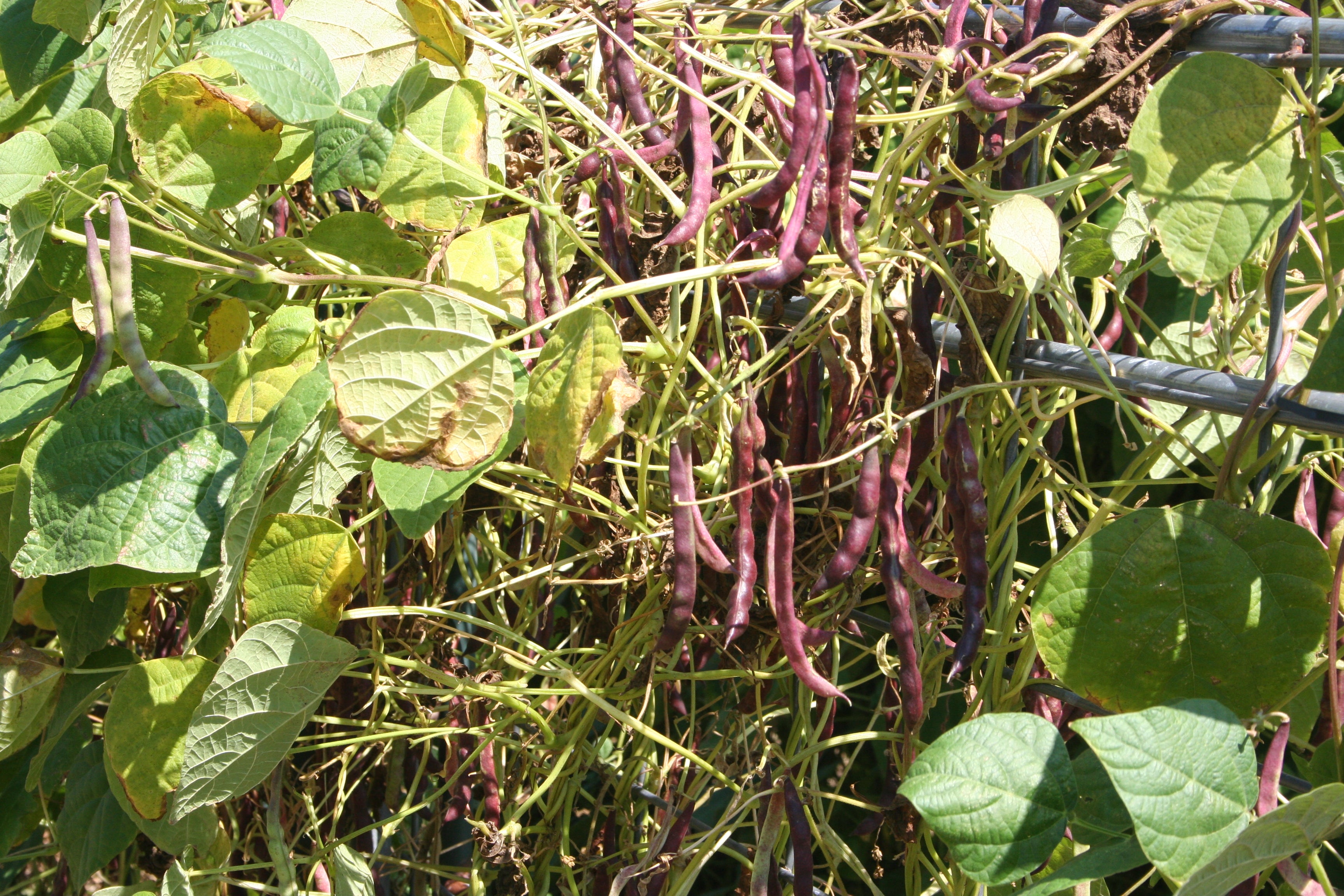 Blue Shackamaxon, Bean