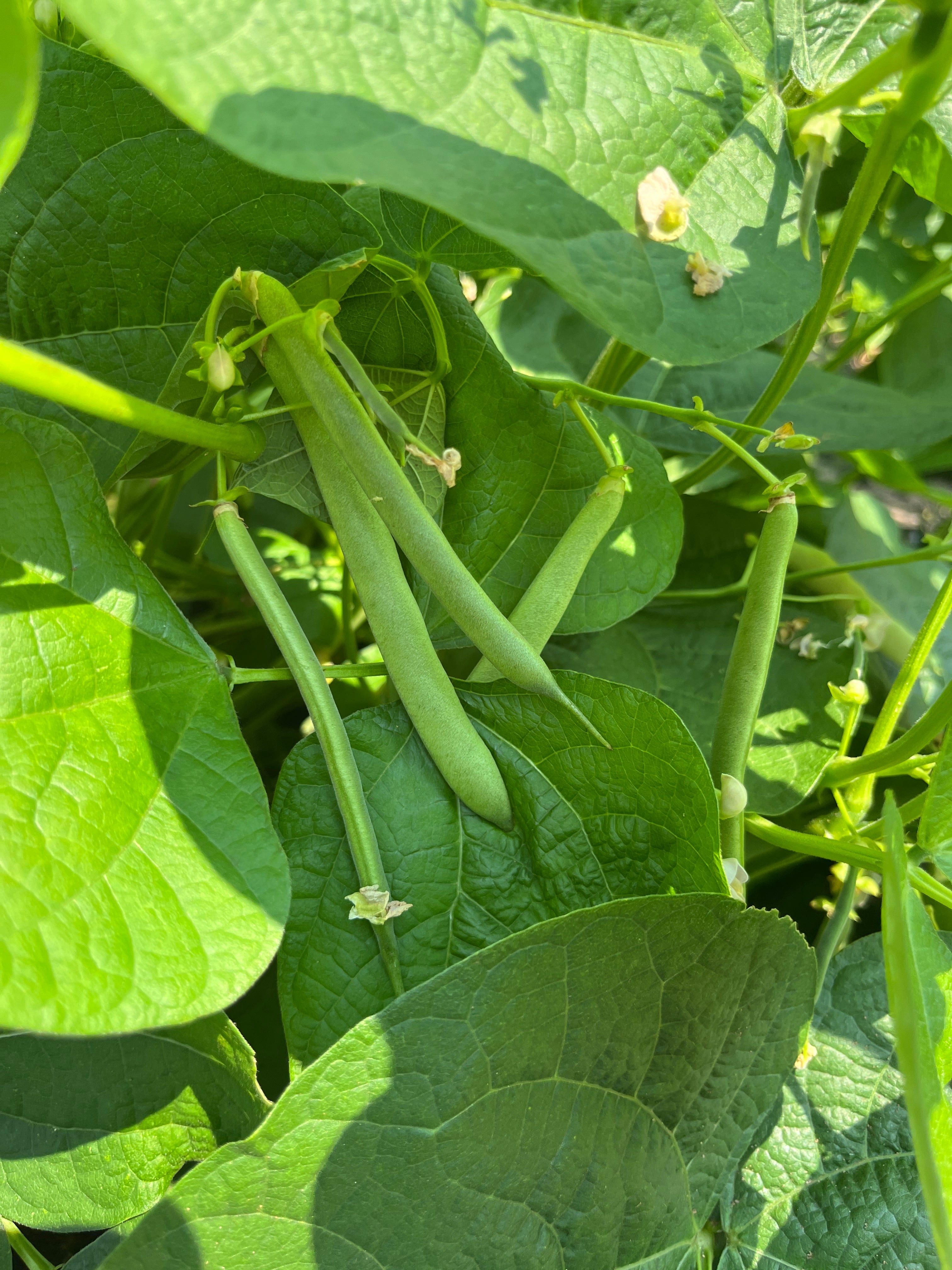 Borlotto di Vardono, Bean