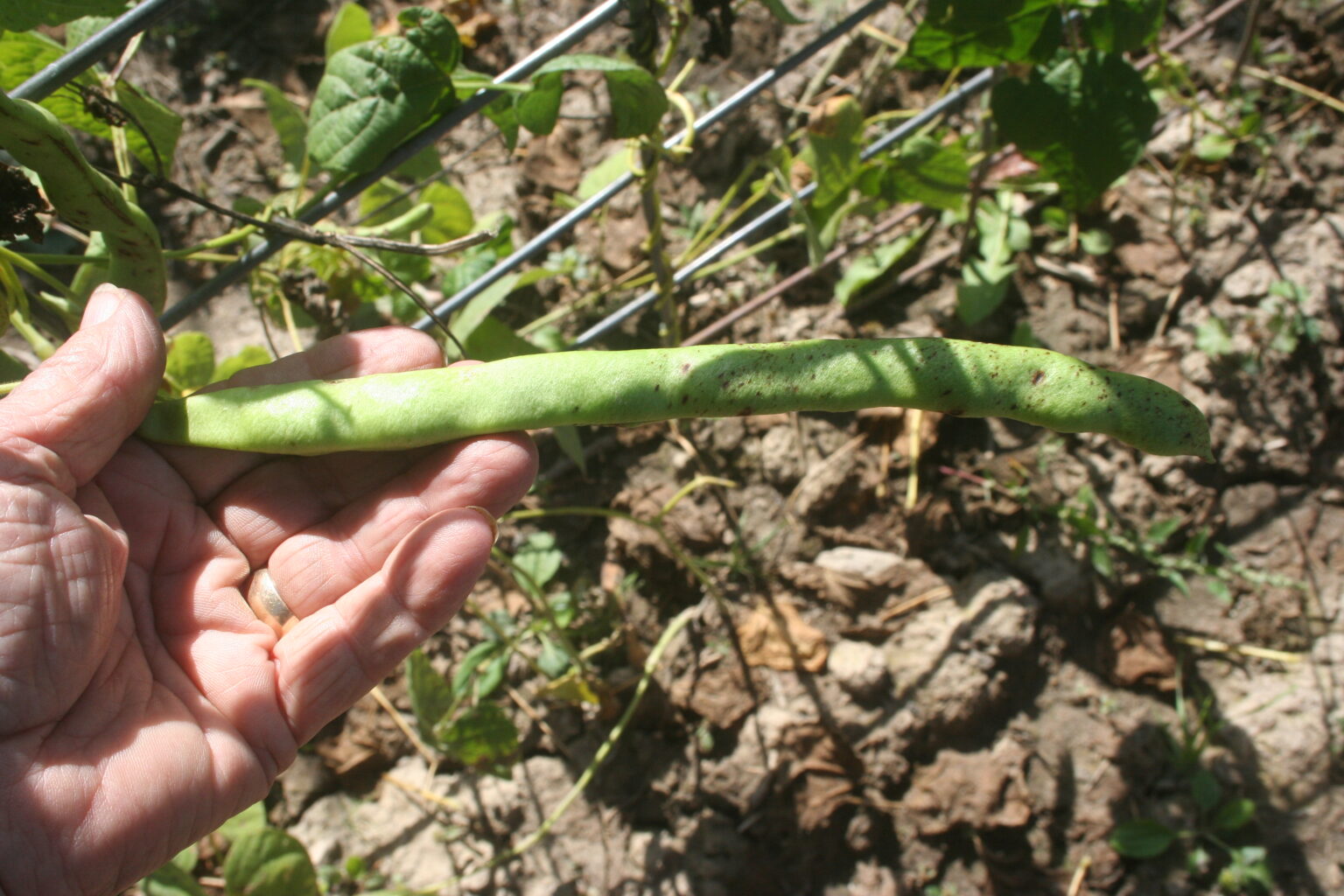 Britta's Footlong, Bean