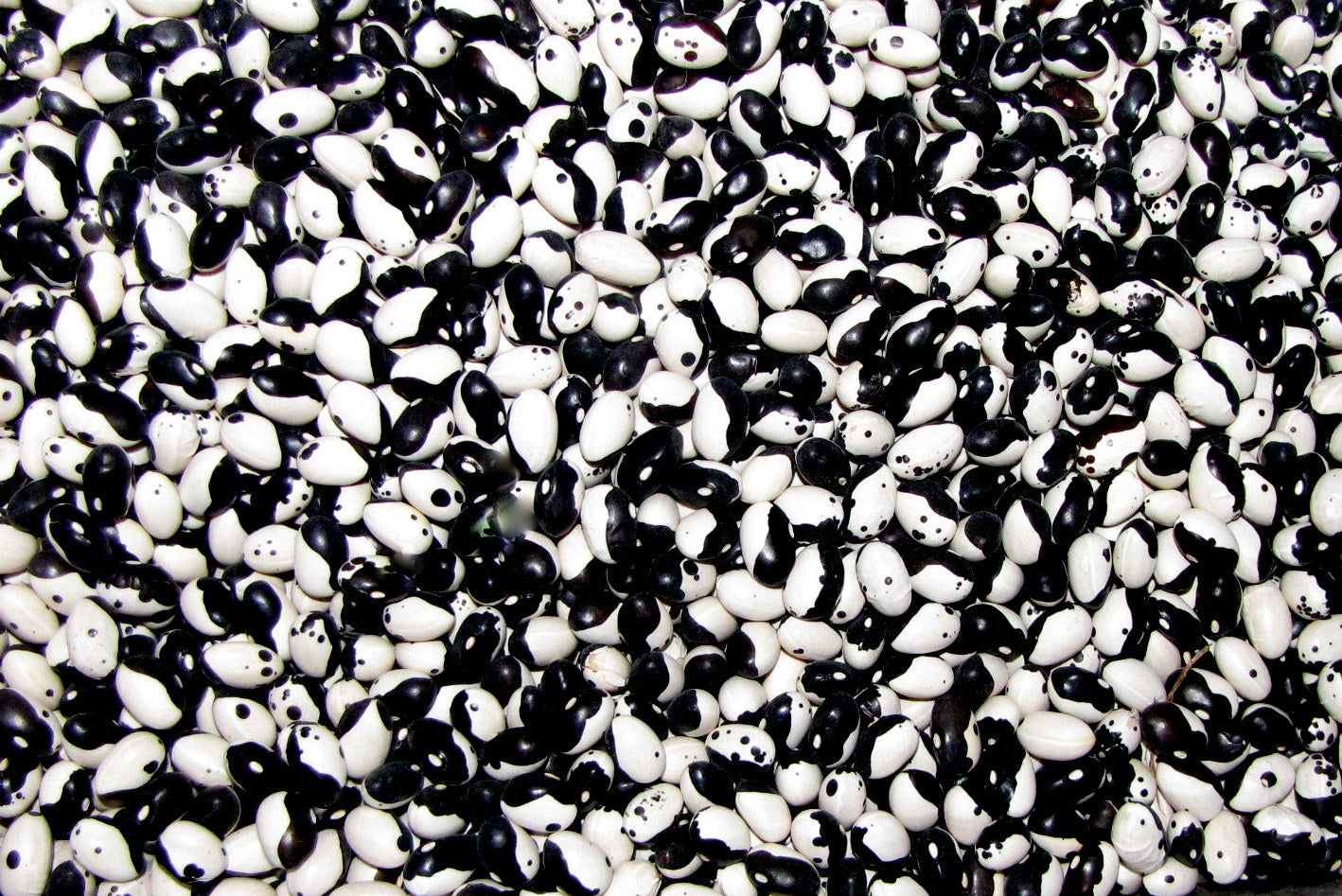 Calypso (Ying & Yang), Bean