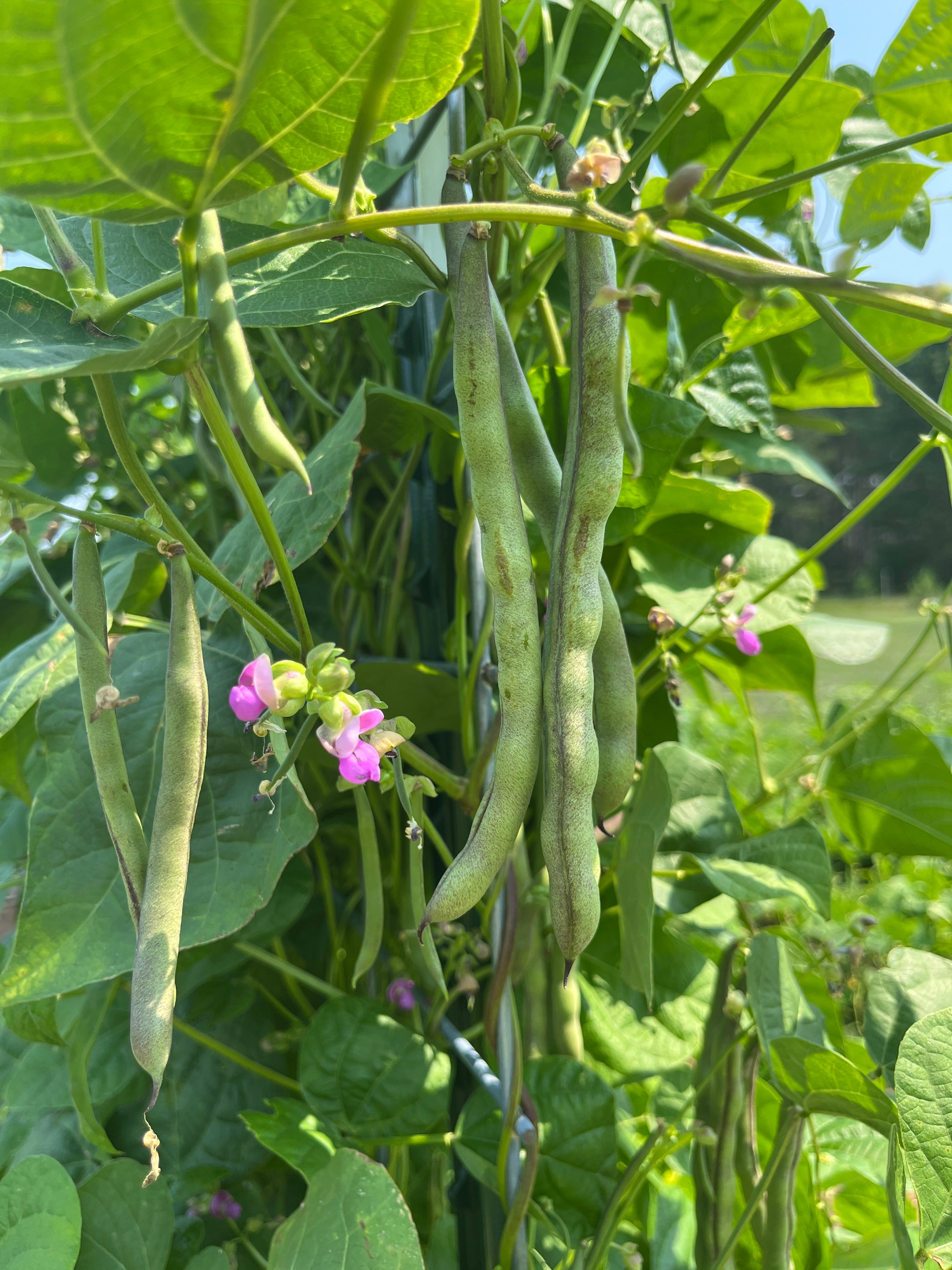 Cherokee Trail of Tears, Bean