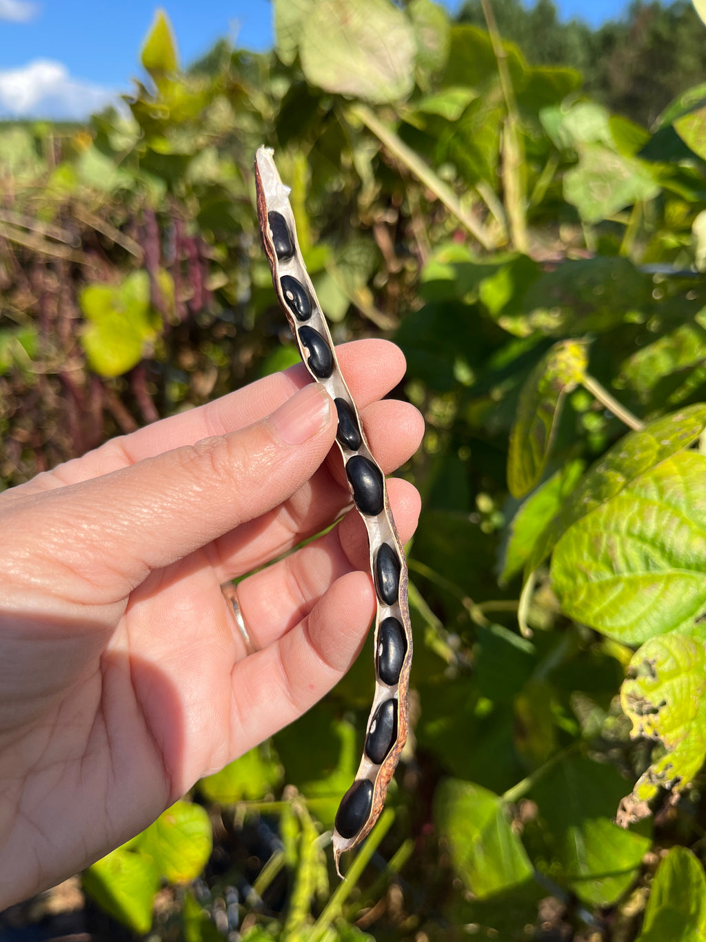 Cherokee Trail of Tears, Bean