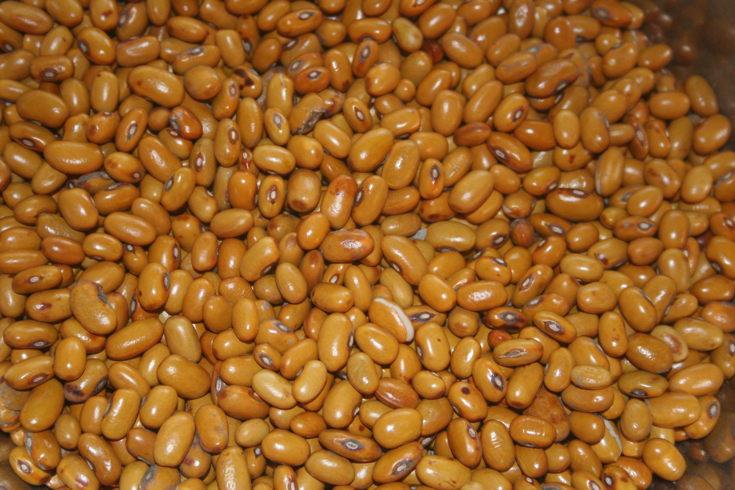 Chippewa, Bean