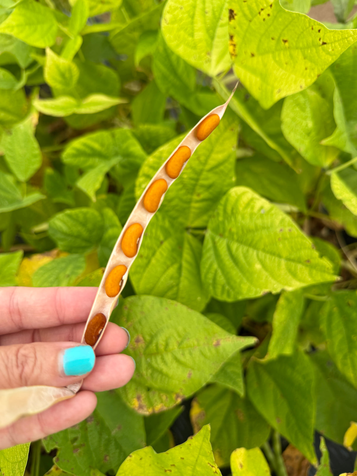 Chippewa, Bean