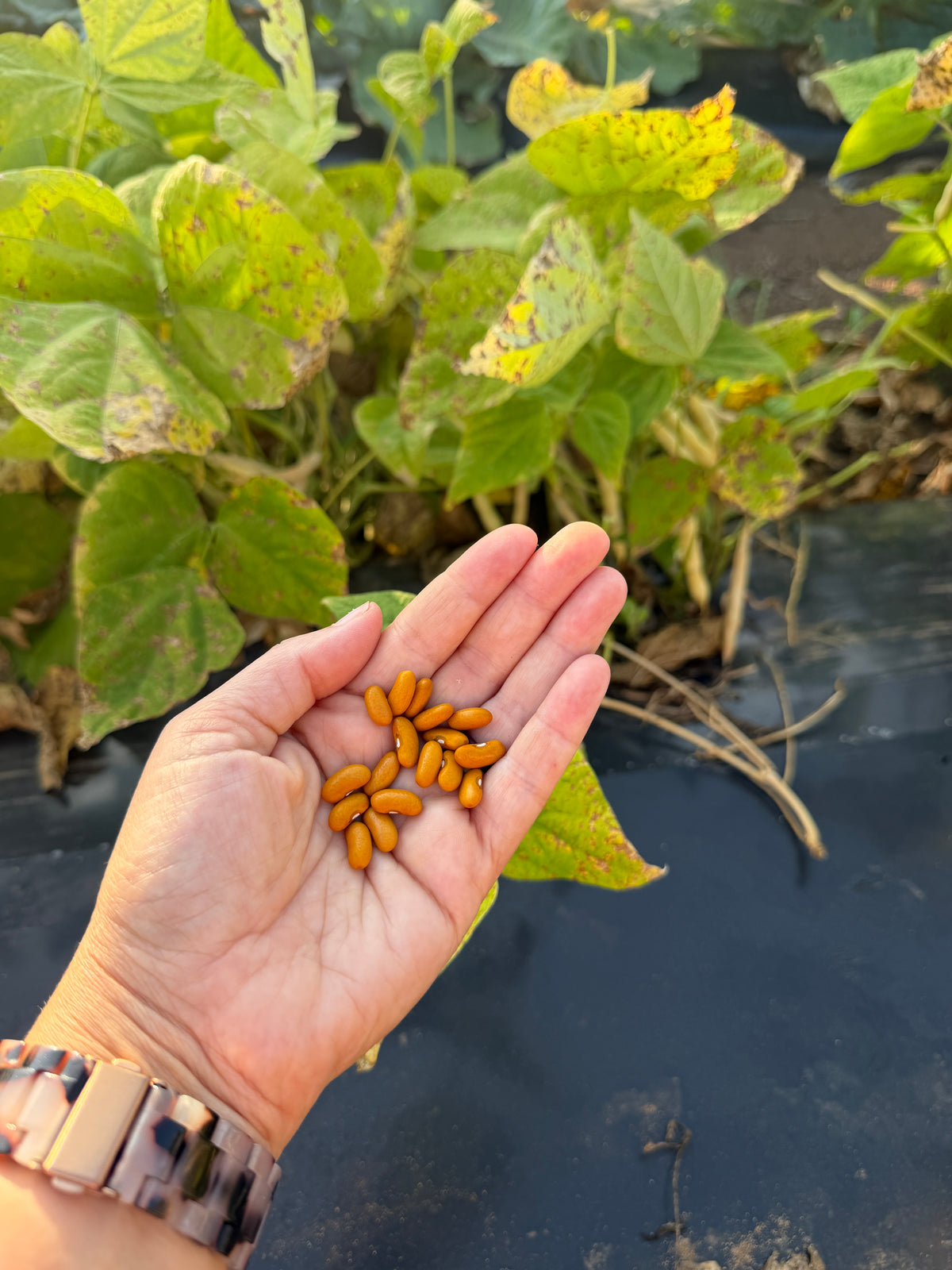 Chippewa, Bean