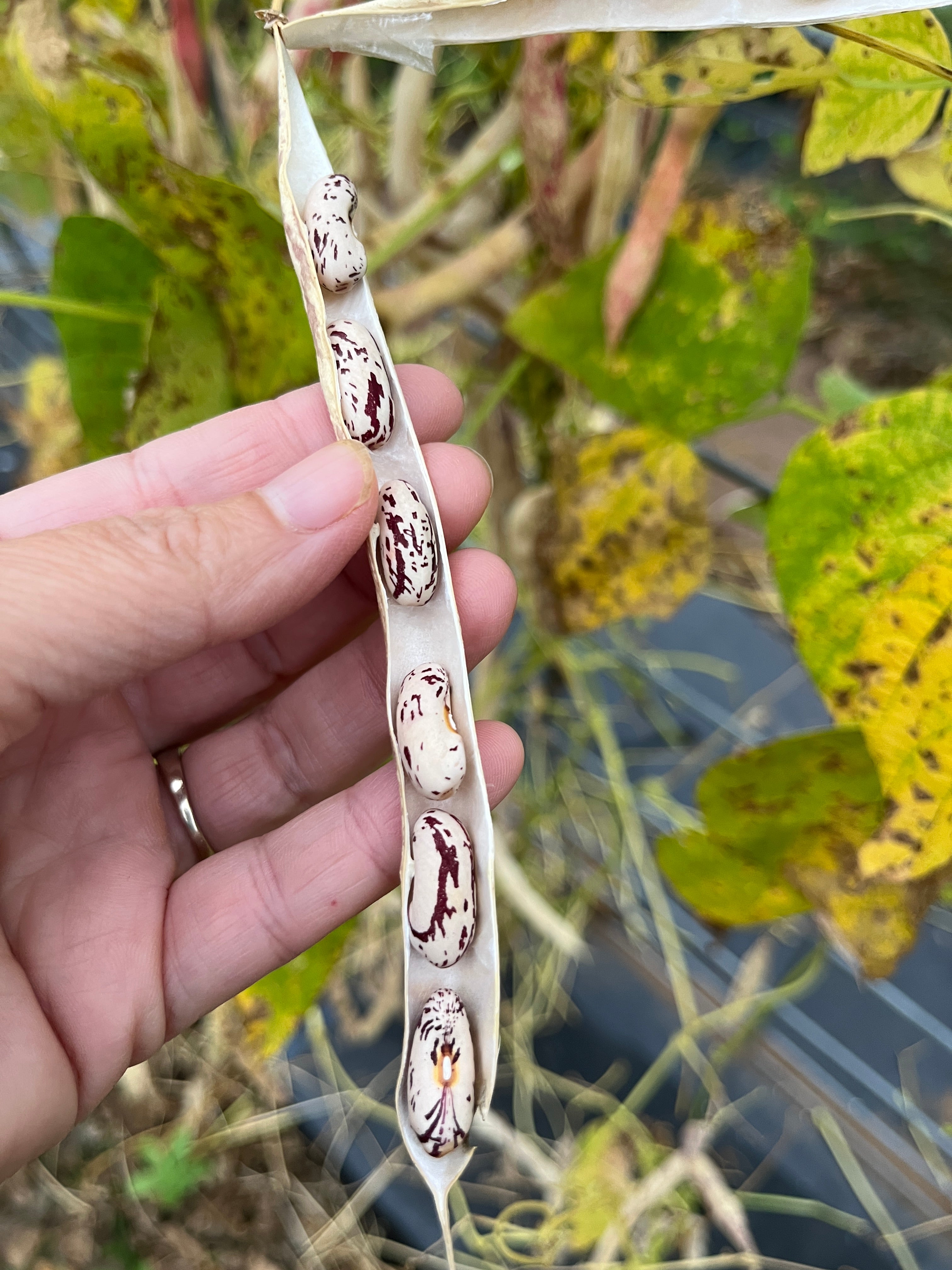 Cranberry Ashcroft, Bean