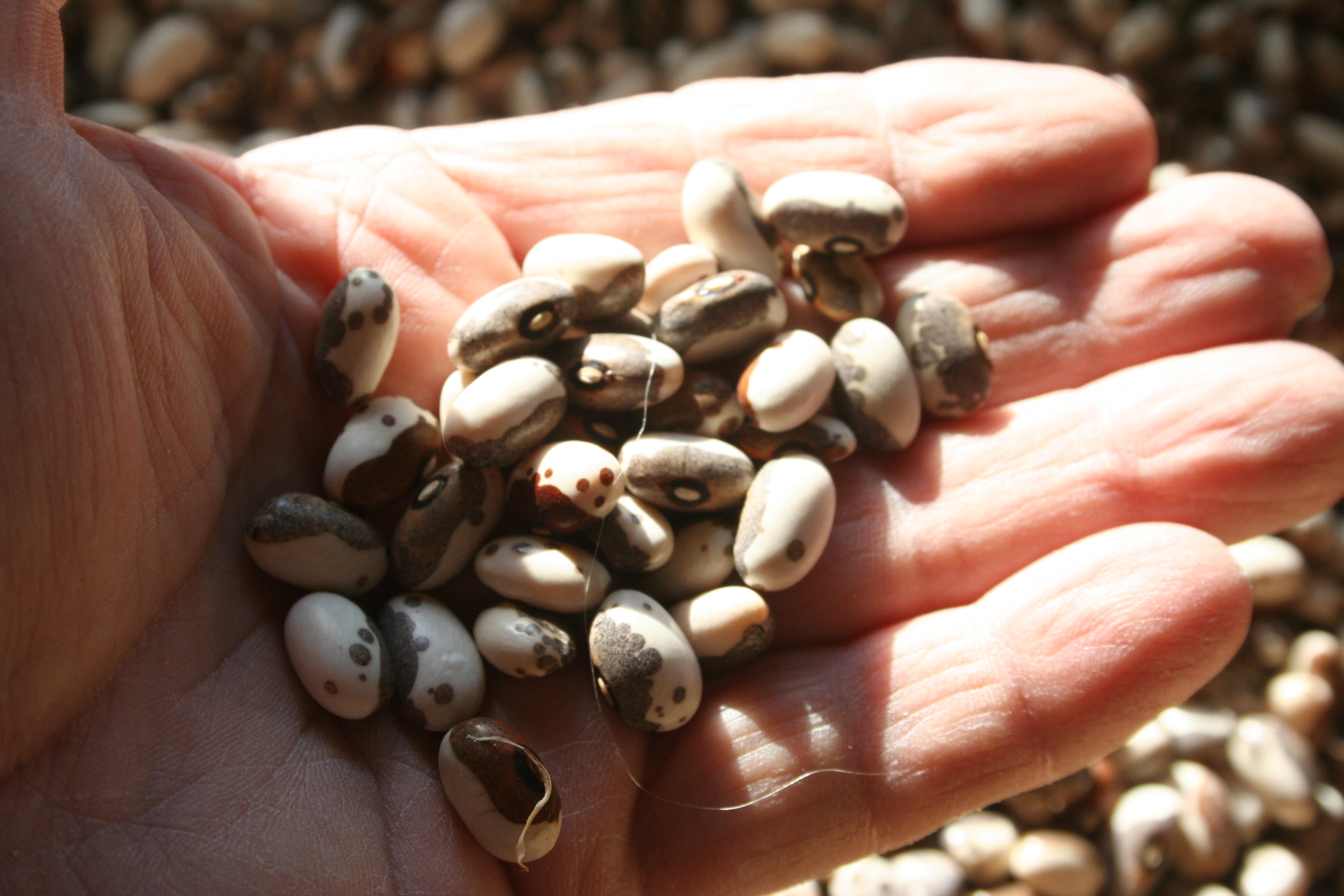 Dapple Gray, Bean