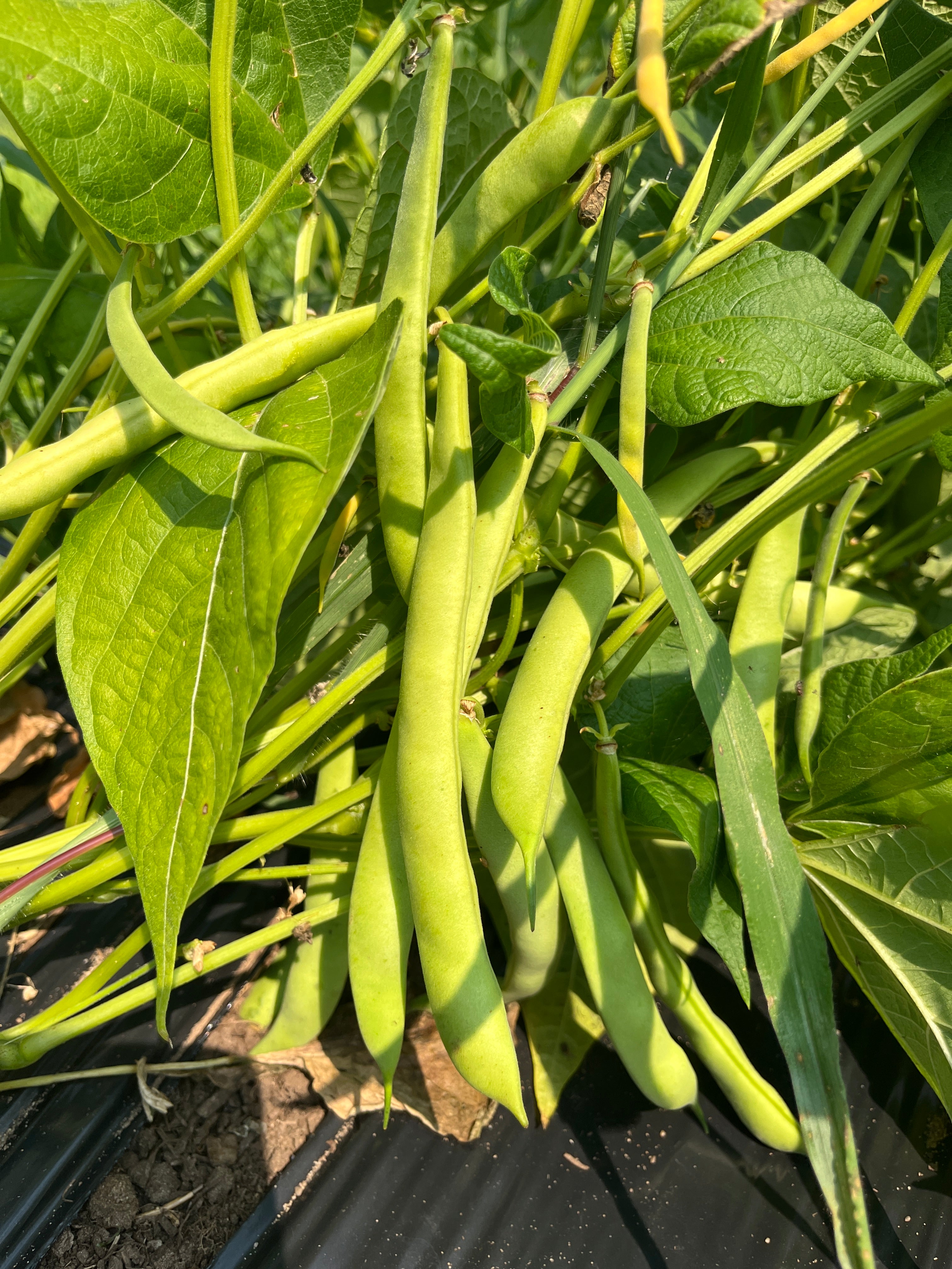 King of the Early, Bean