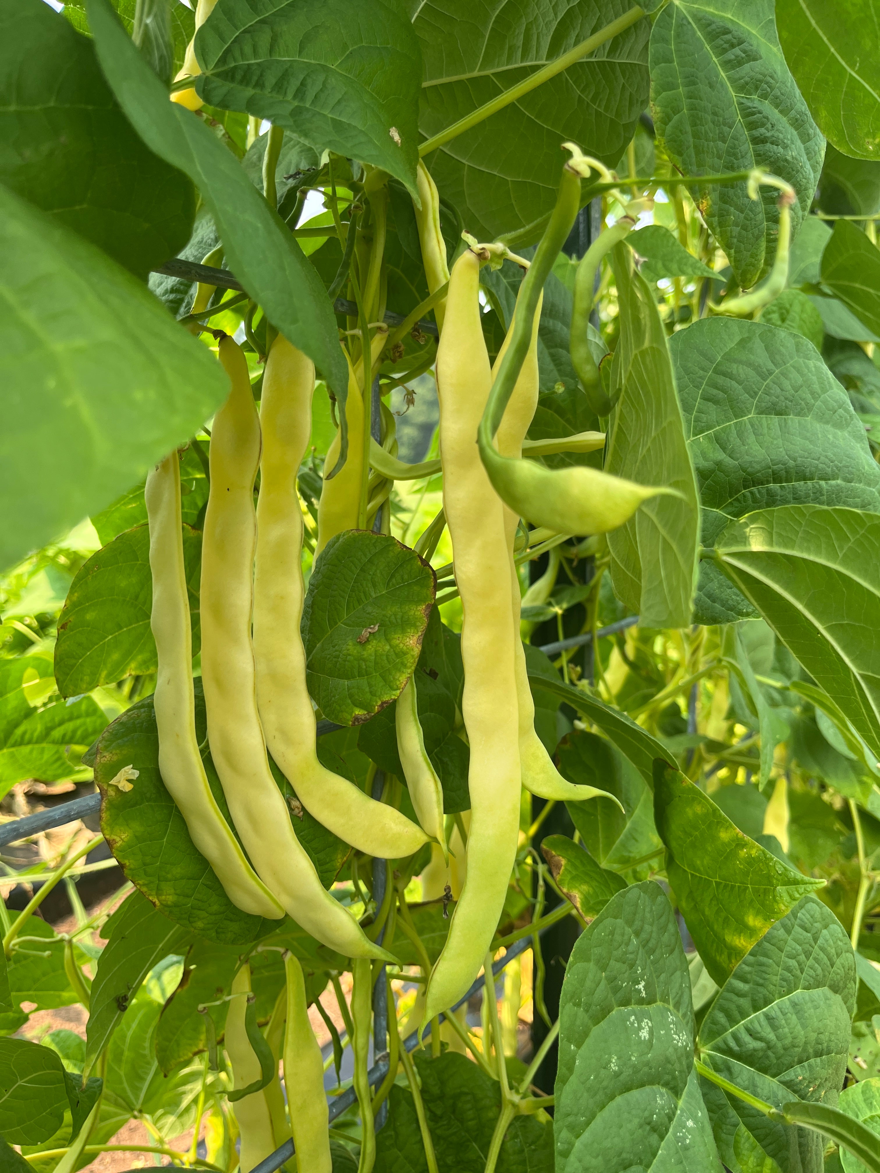 Marvel of Venice, Bean