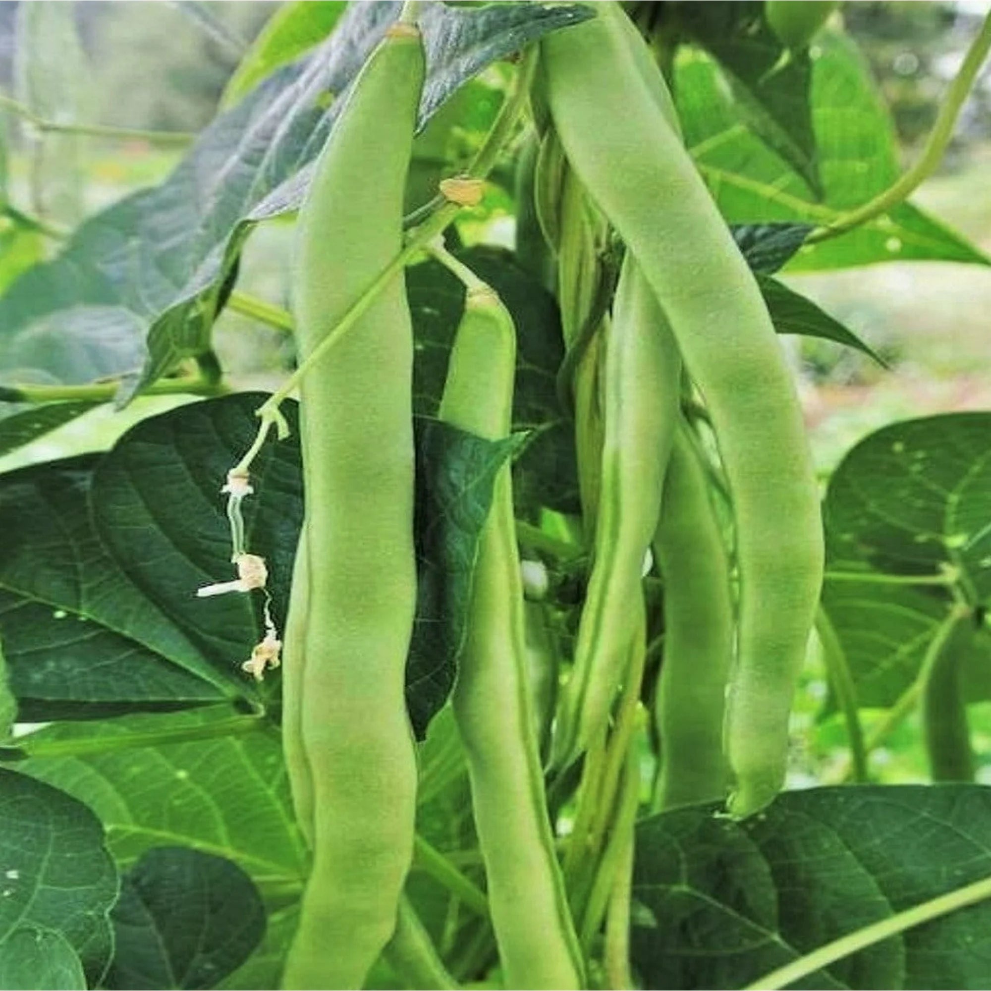 Mrs. Marotti's Black Romano, Bean
