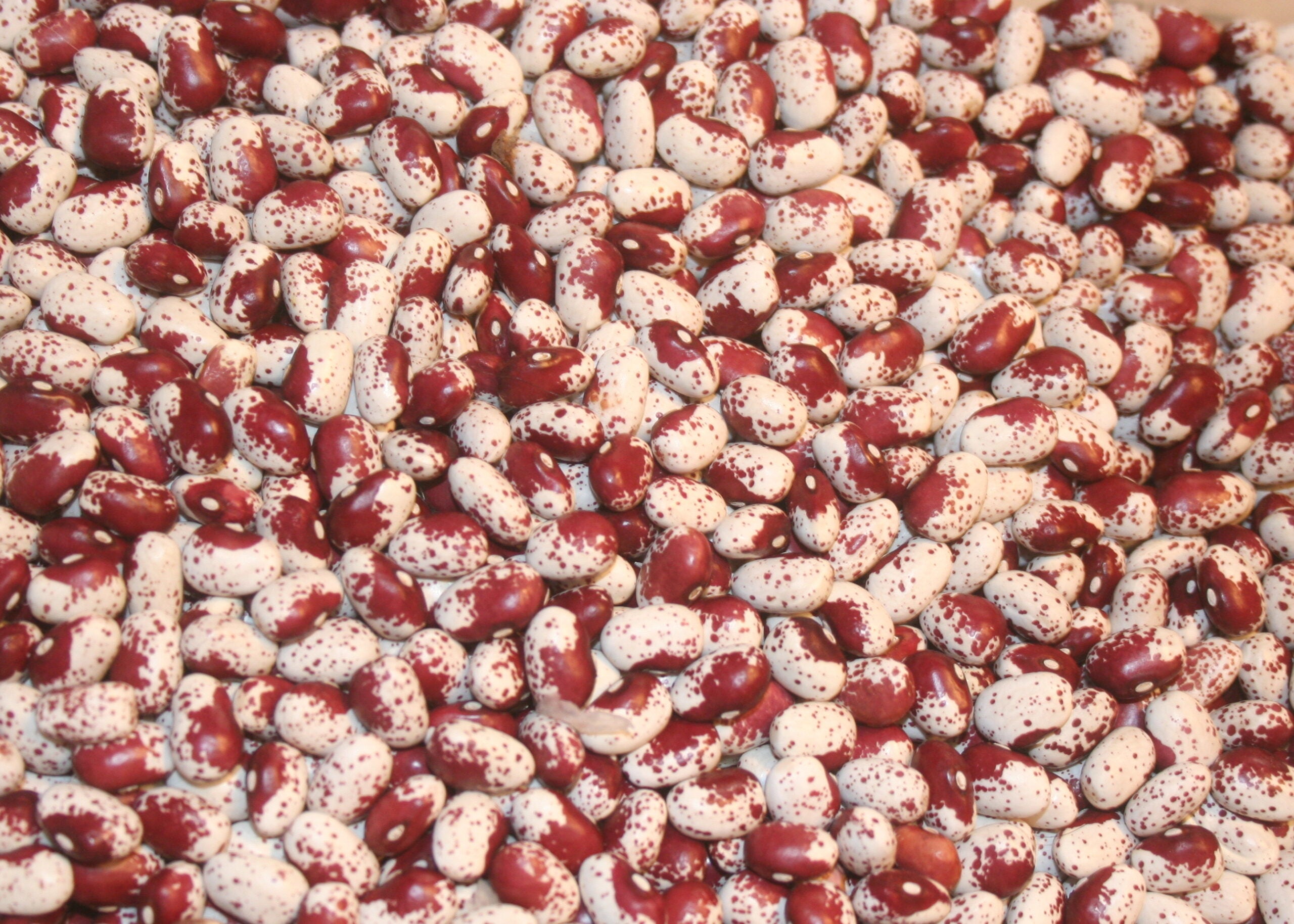 Rouge de Paris, Bean