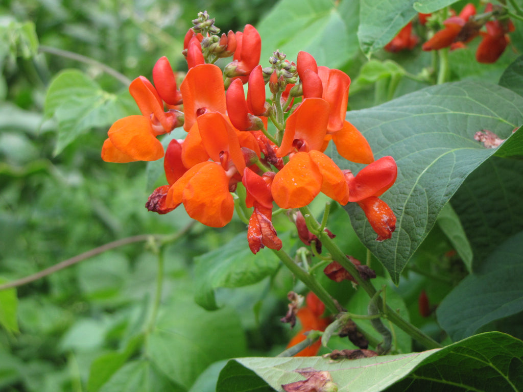 Scarlet Runner, Bean