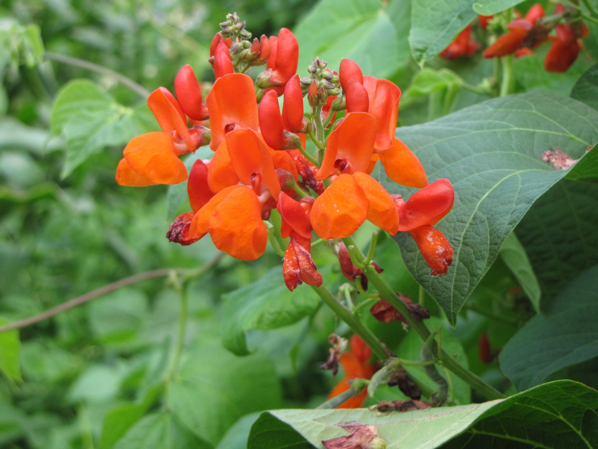 Scarlet Runner, Bean