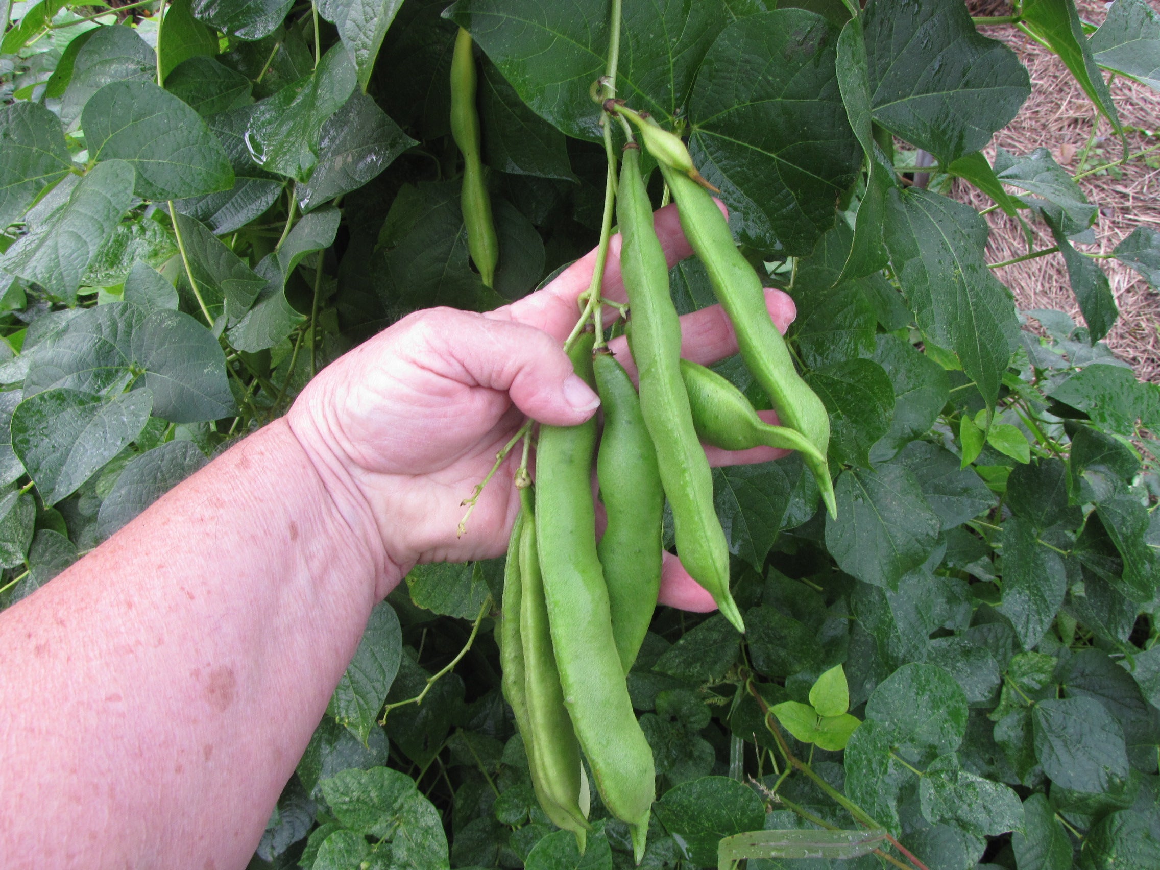 Scarlet Runner, Bean