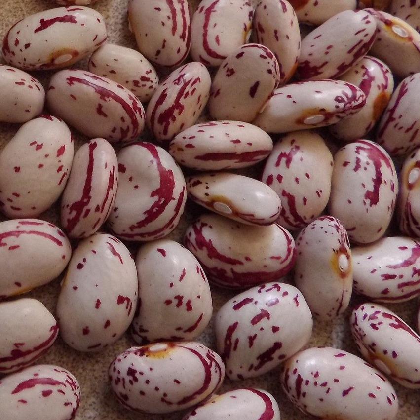 Six Nation Iroquois, Bean