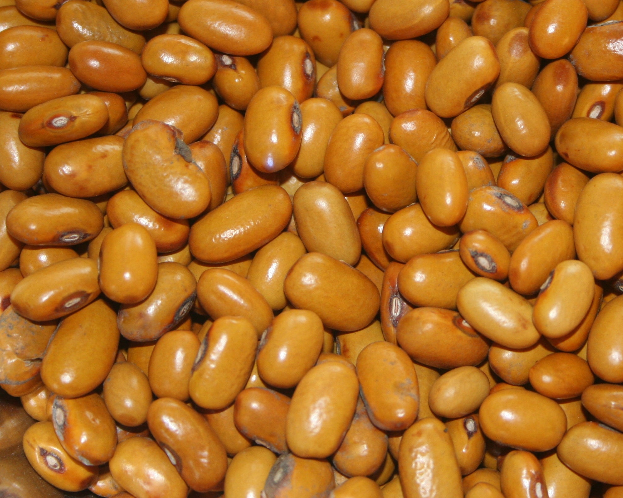 Swedish Brown, Bean