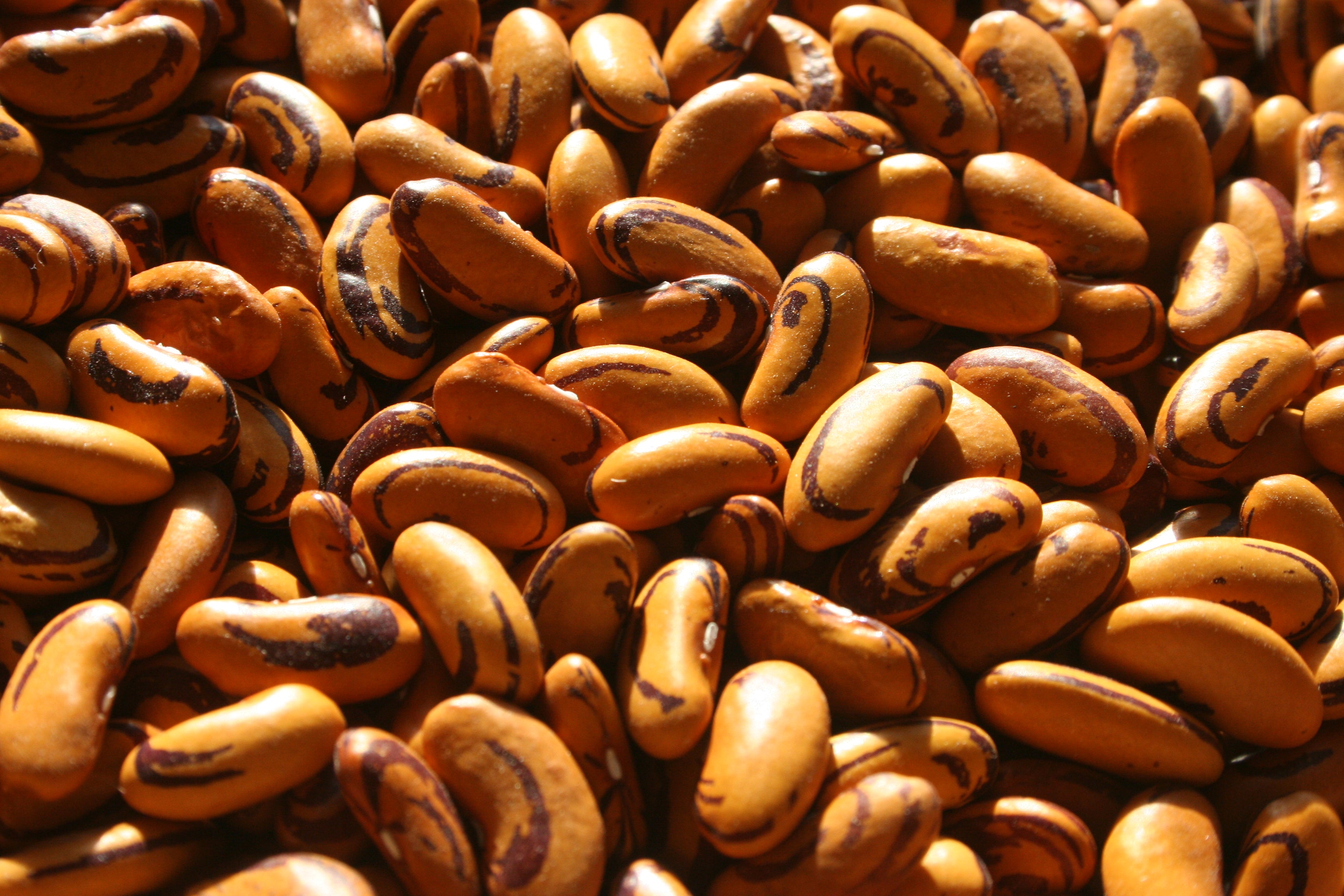 Tiger's Eye, Bean