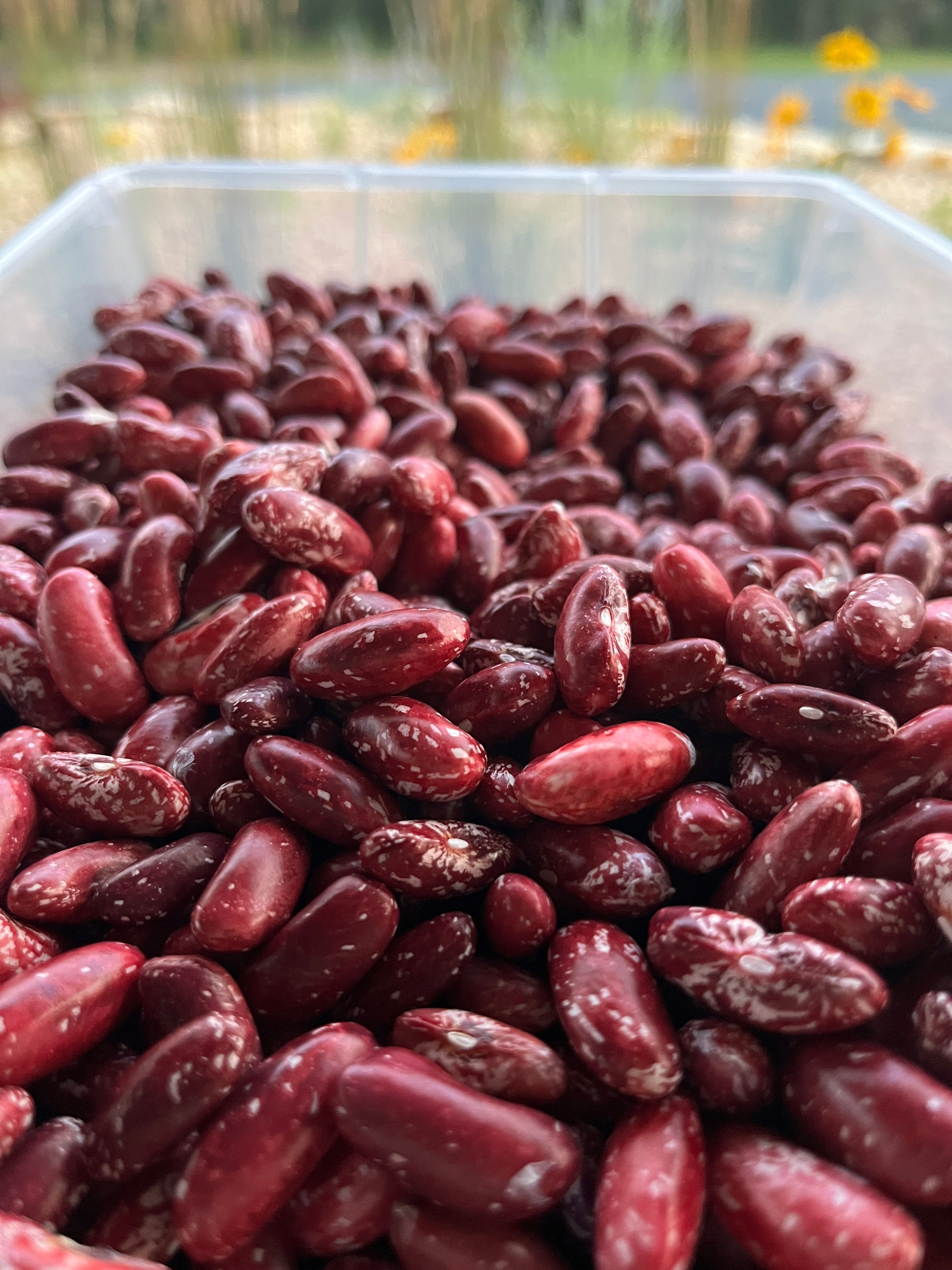 Tuscarora Bread, Bean