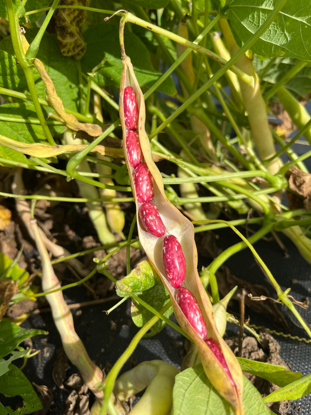 Tuscarora Bread, Bean