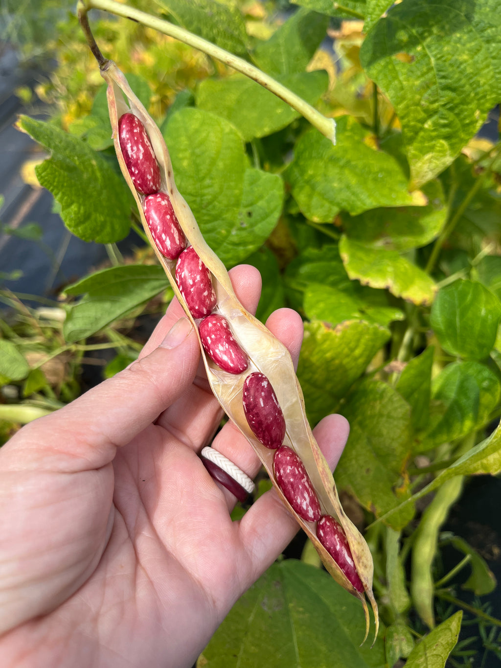 Tuscarora Bread, Bean