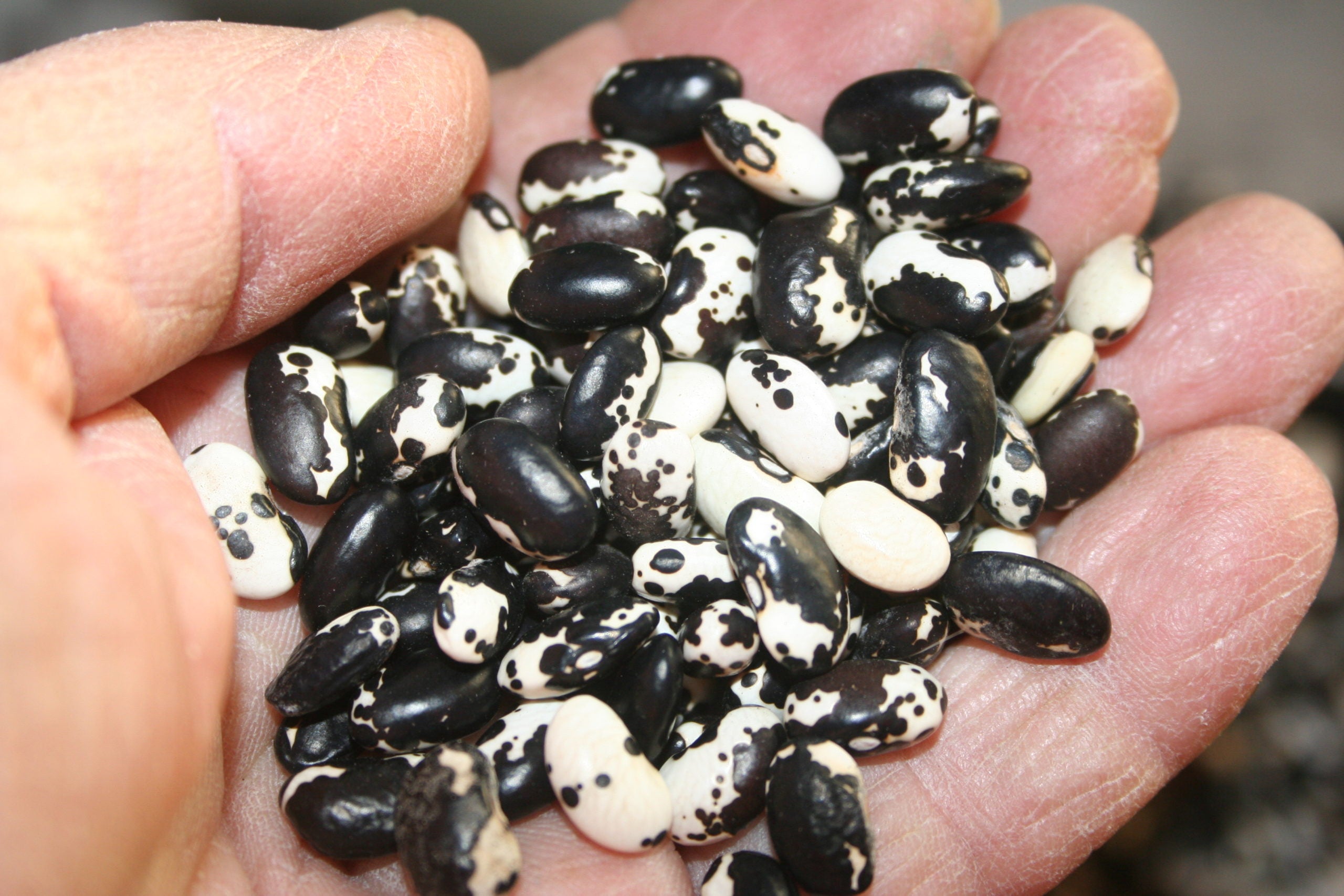 Wild Orca, Bean
