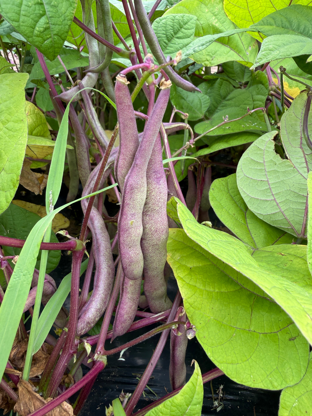 Big Mama, Bean