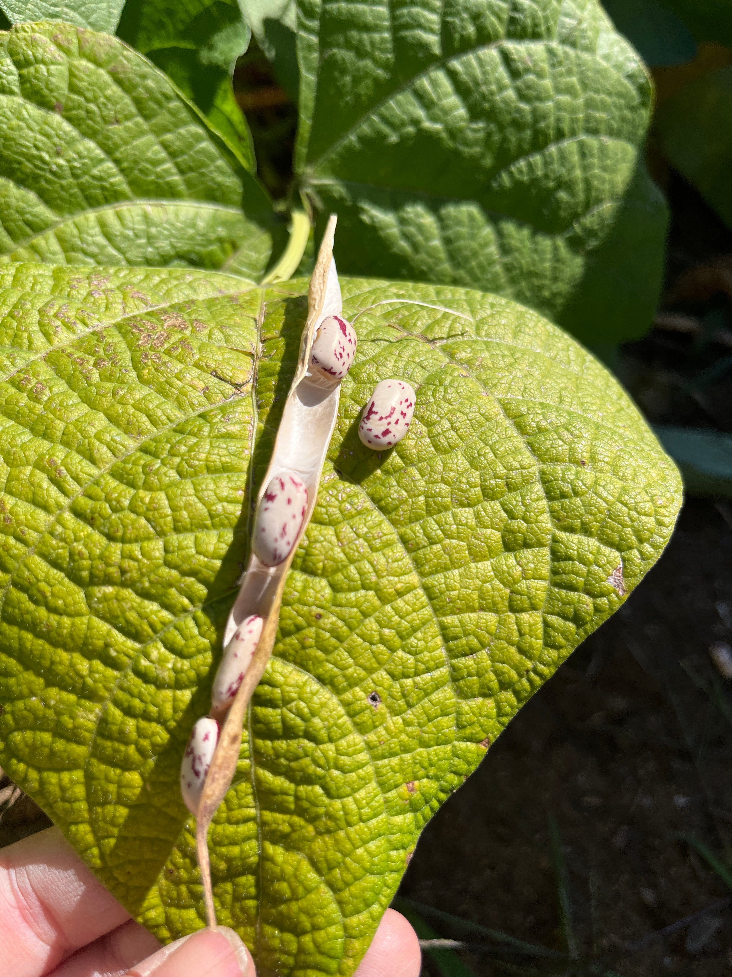 Borlotto di Vardono, Bean