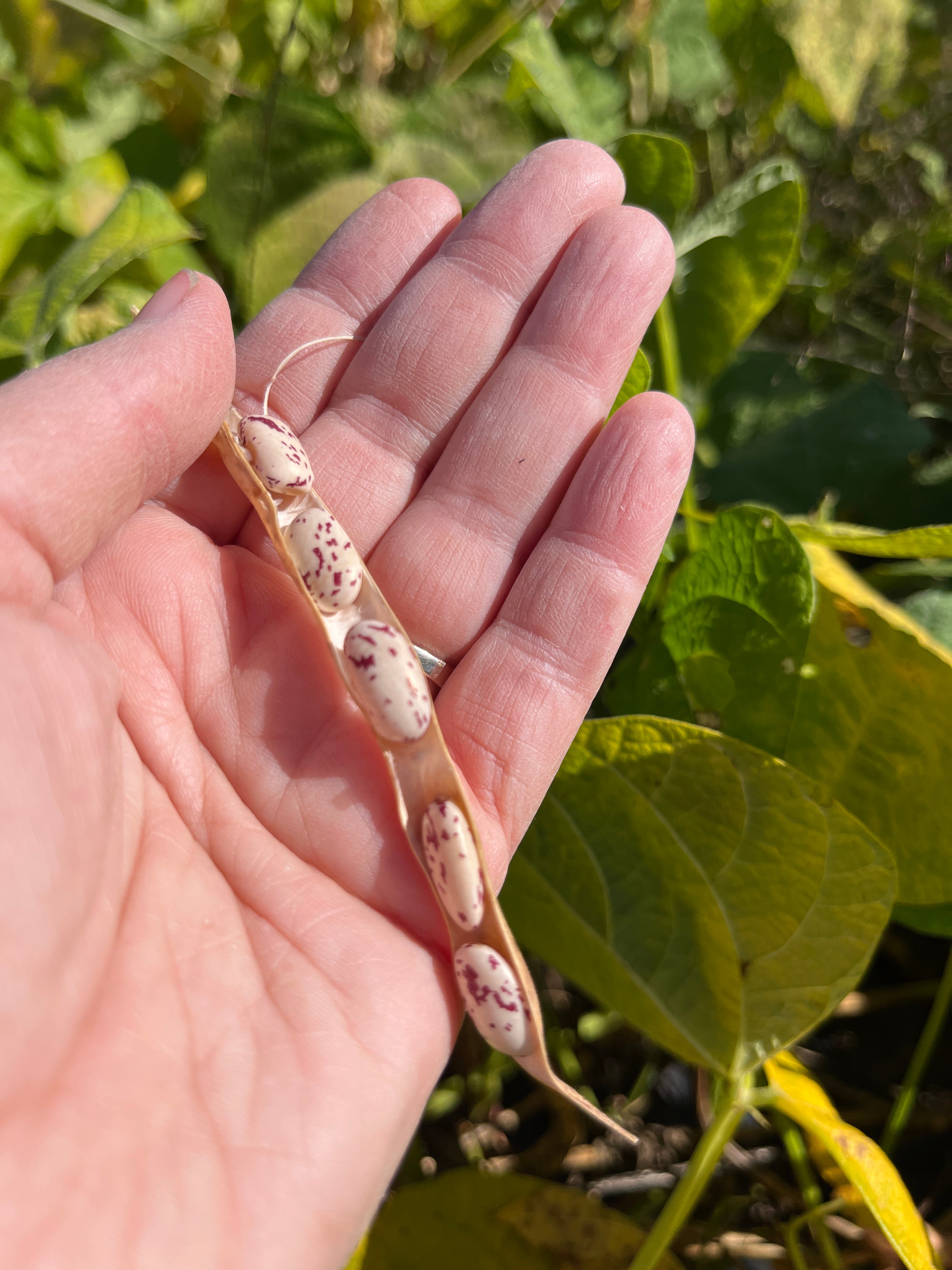 Borlotto di Vardono, Bean