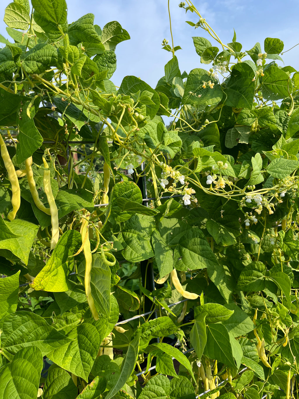 Marvel of Venice, Bean