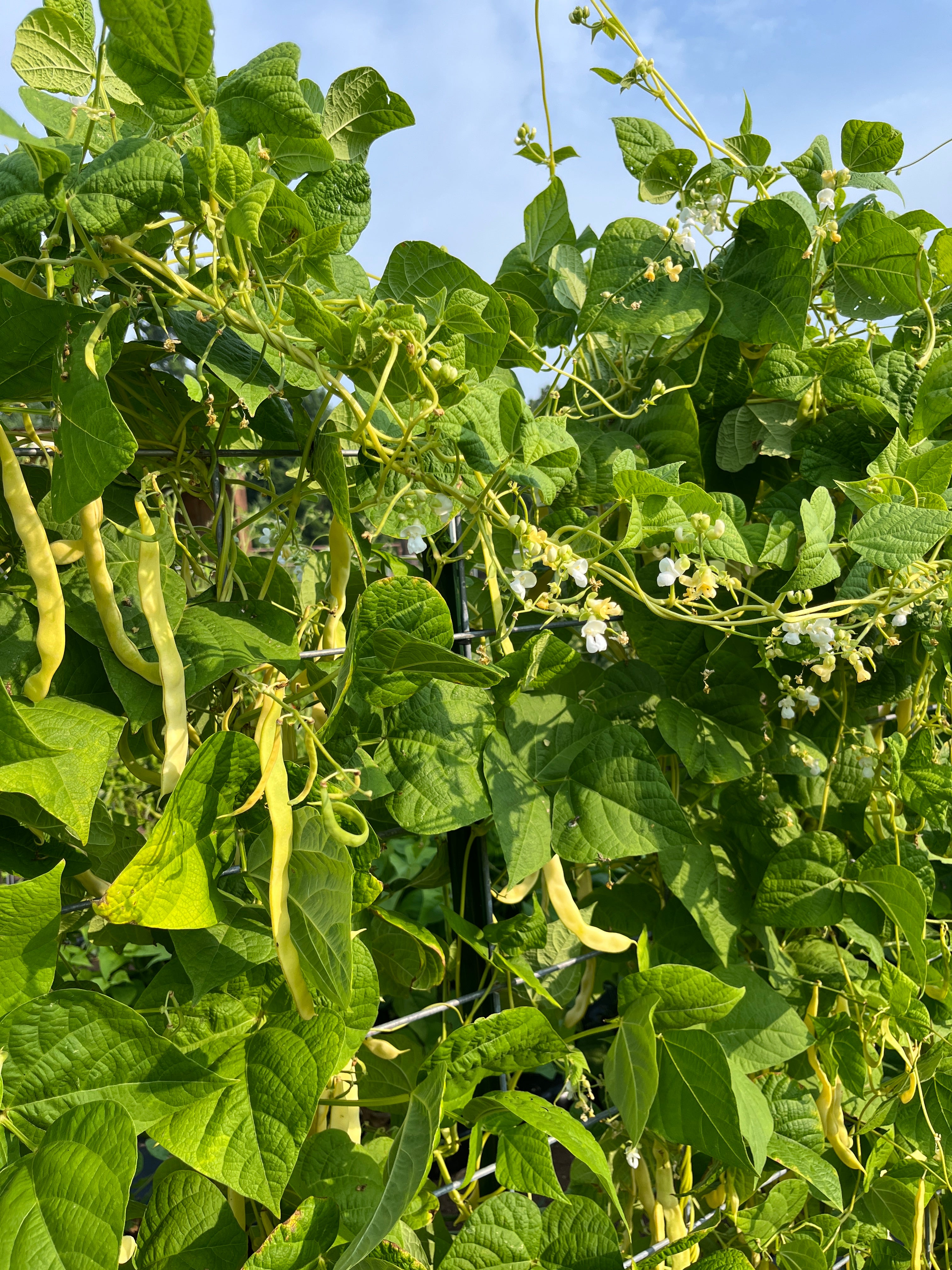 Marvel of Venice, Bean