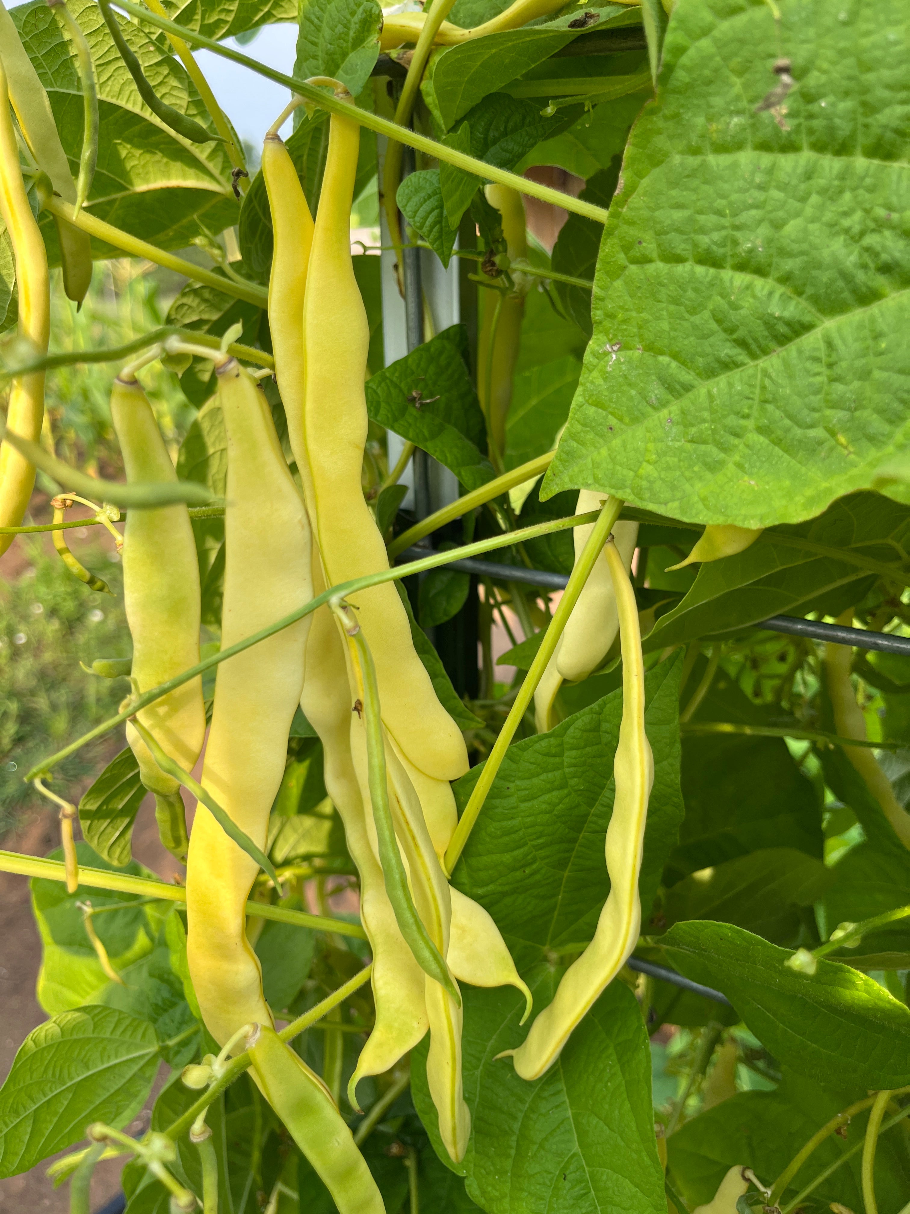 Marvel of Venice, Bean