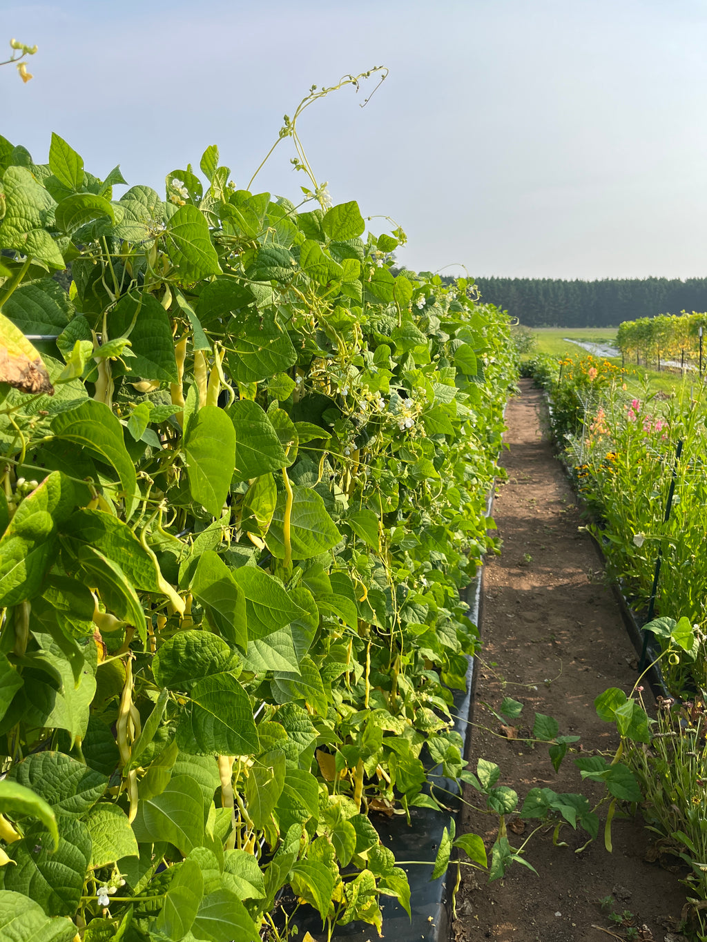 Marvel of Venice, Bean