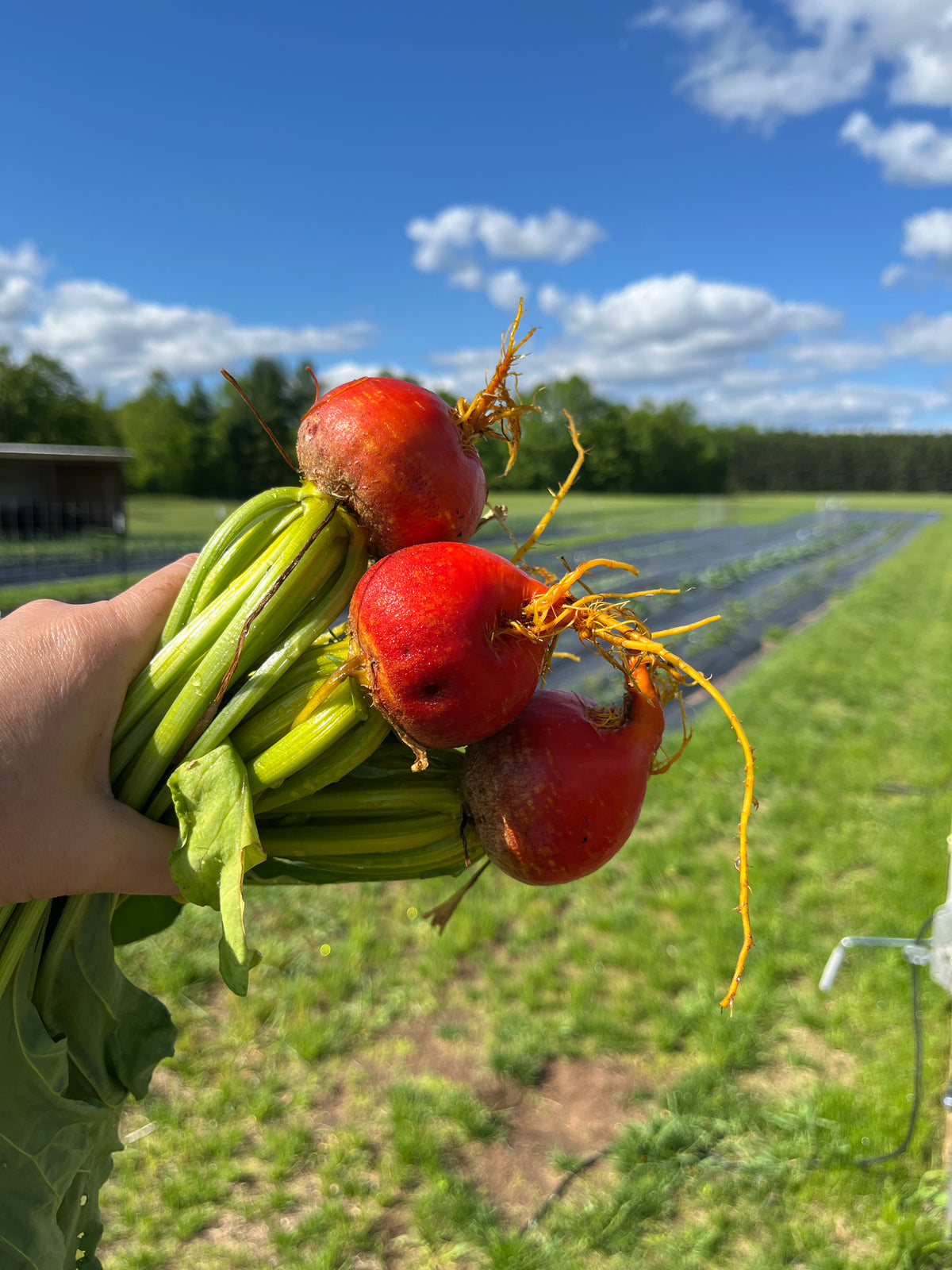 Life Root Farm