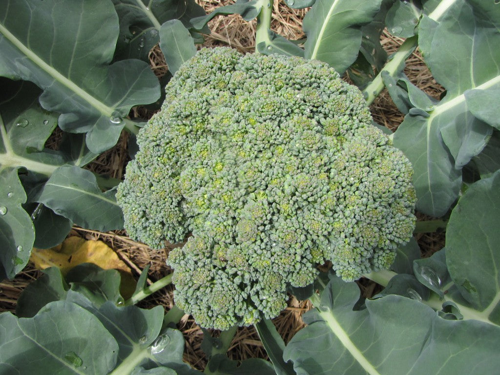Goliath, Broccoli