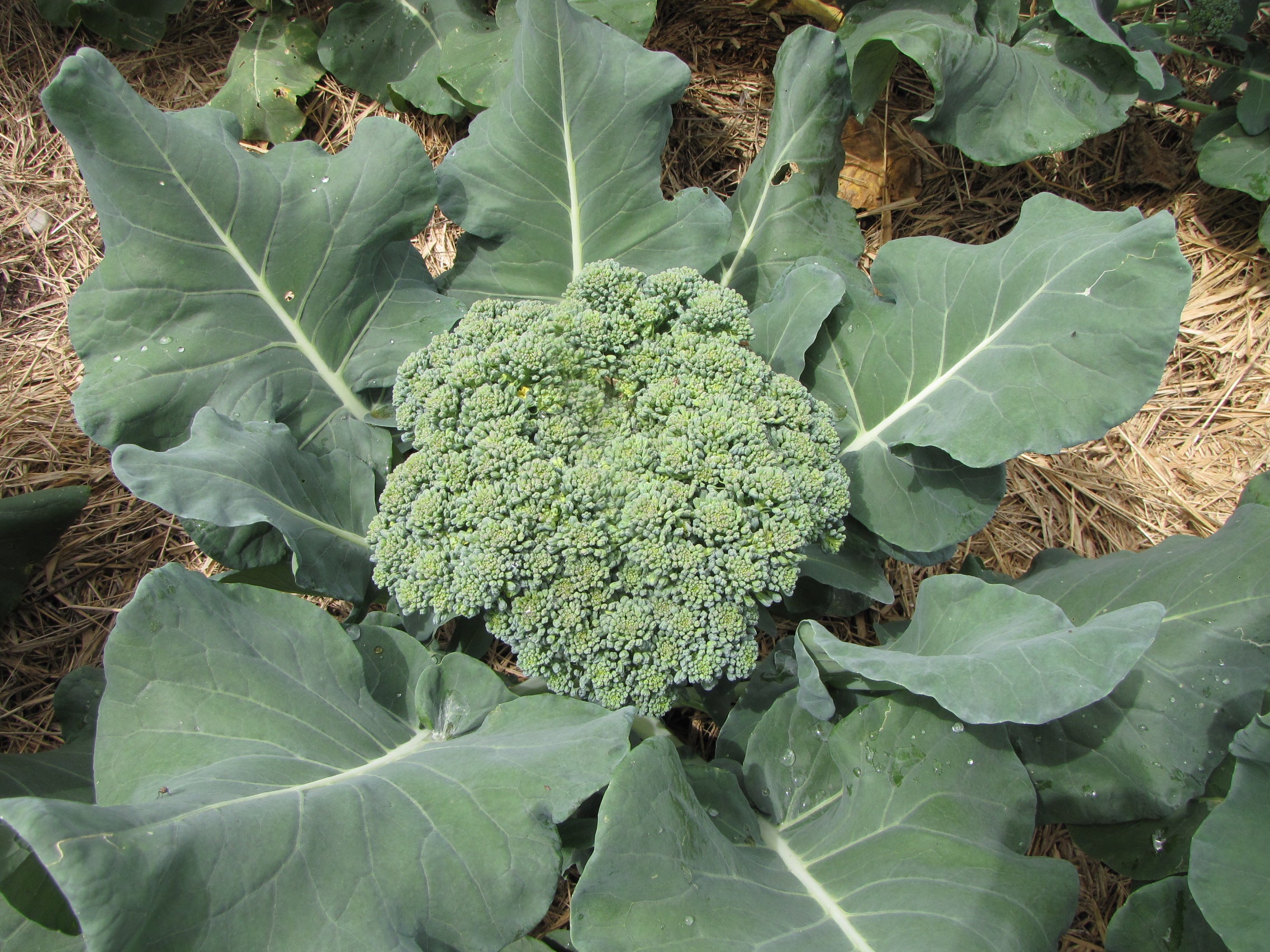 Waltham 29, Broccoli