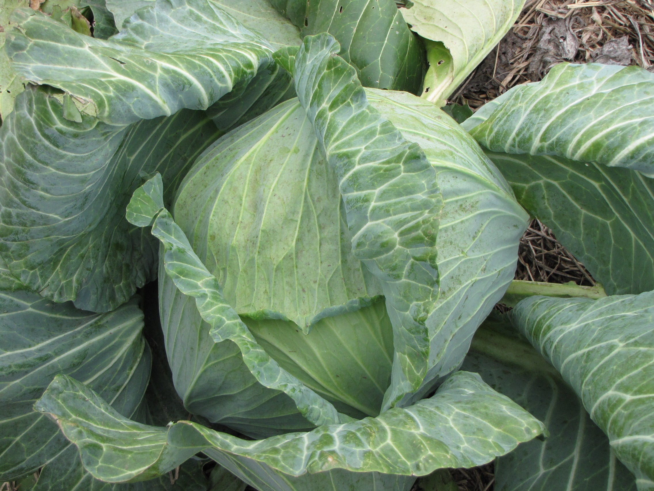 The Heirloom Kitchen Garden Bundle