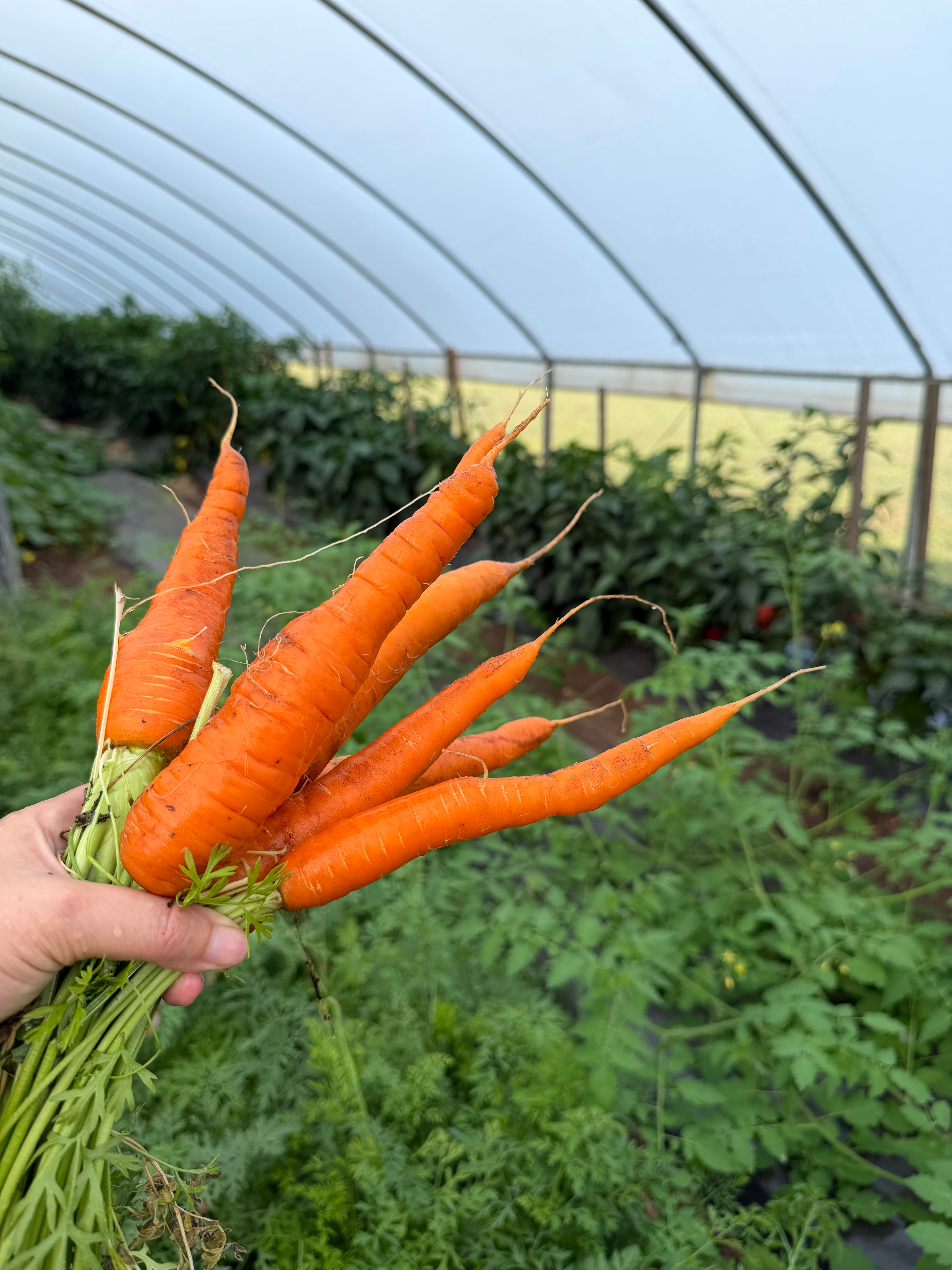 Imperator, Carrot