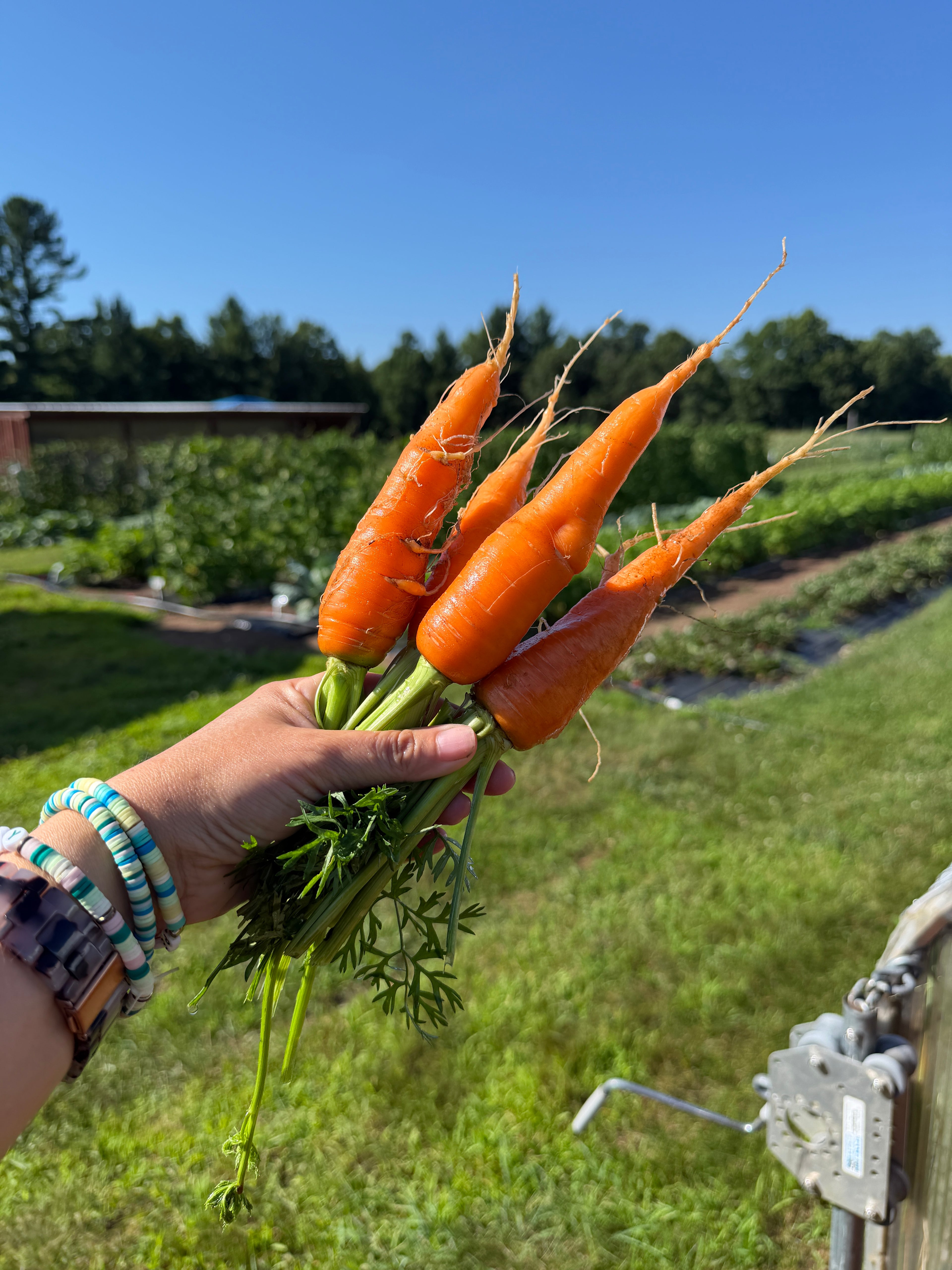 Kuroda, Carrot