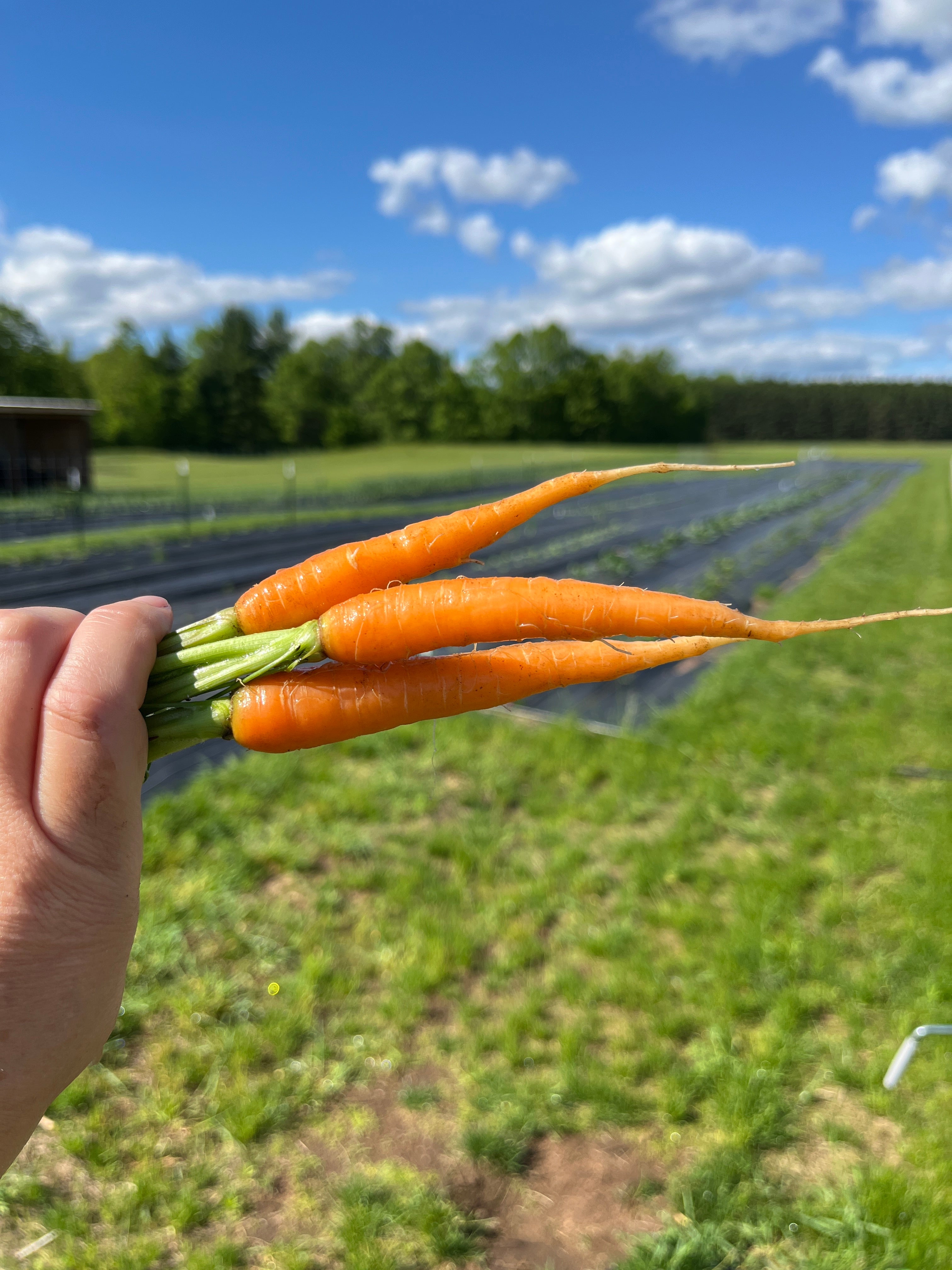 Scarlet Nantes, Carrot