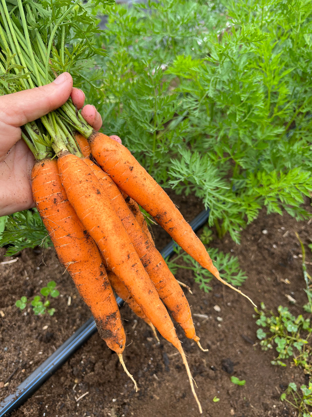 Scarlet Nantes, Carrot