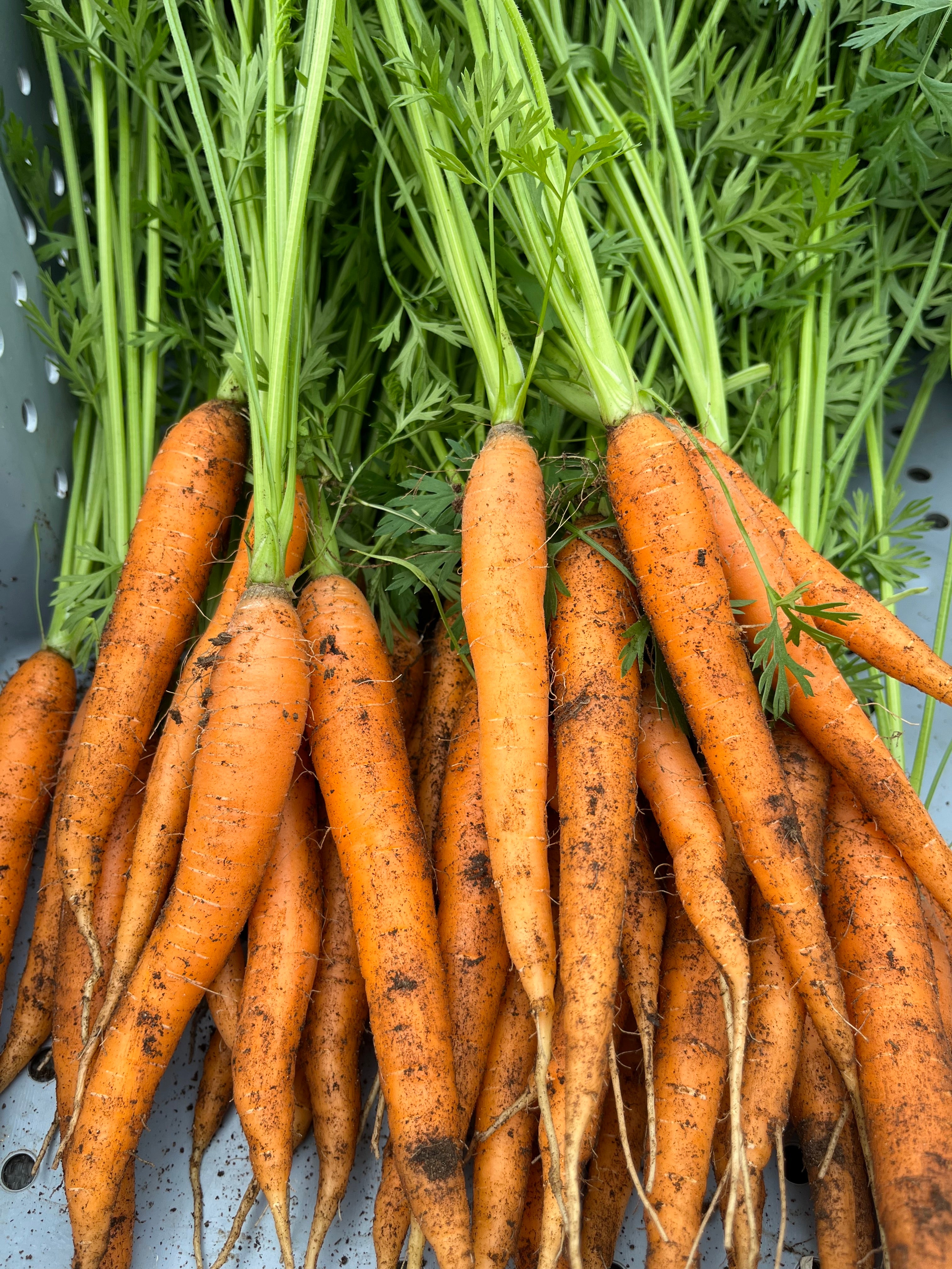 Scarlet Nantes, Carrot