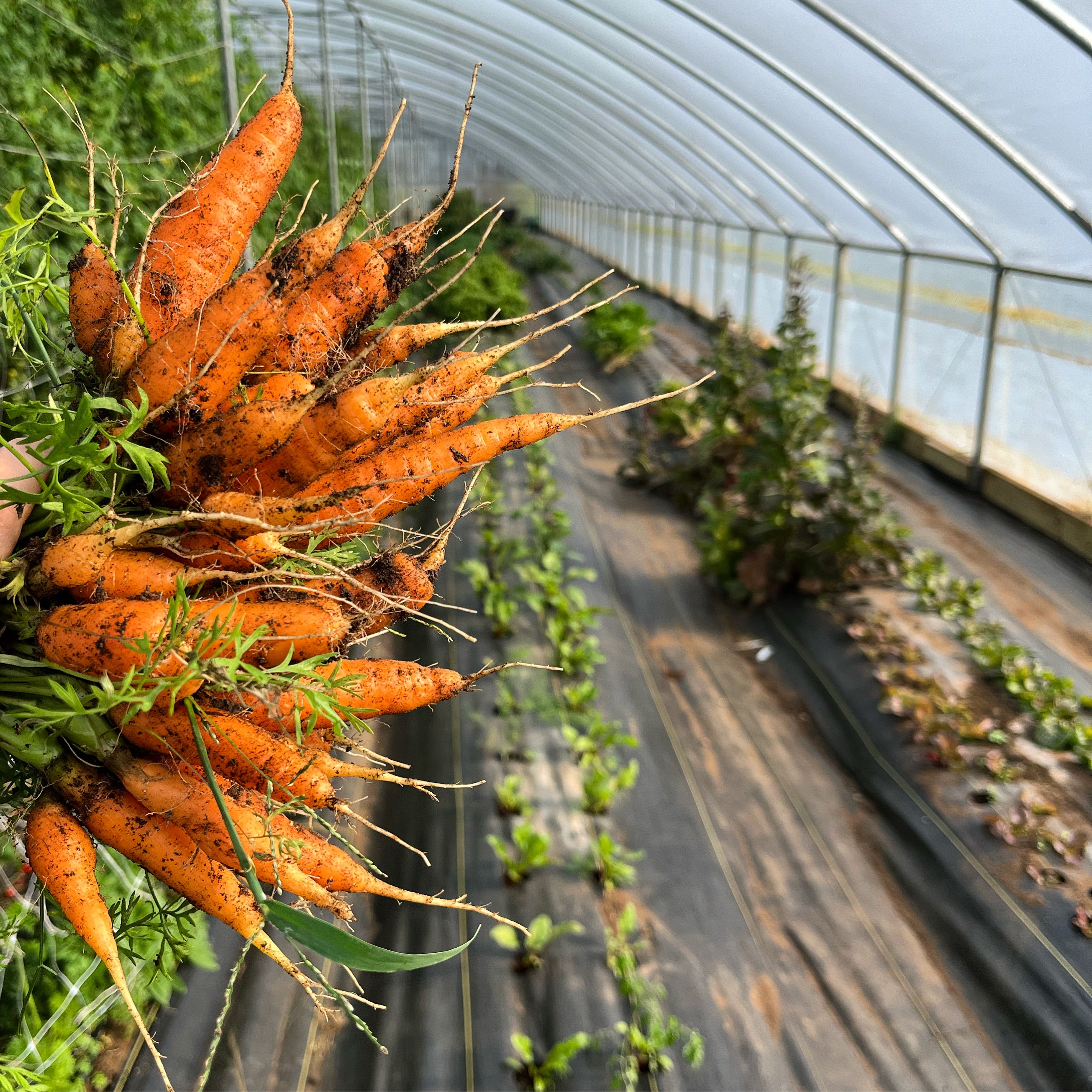 Scarlet Nantes, Carrot
