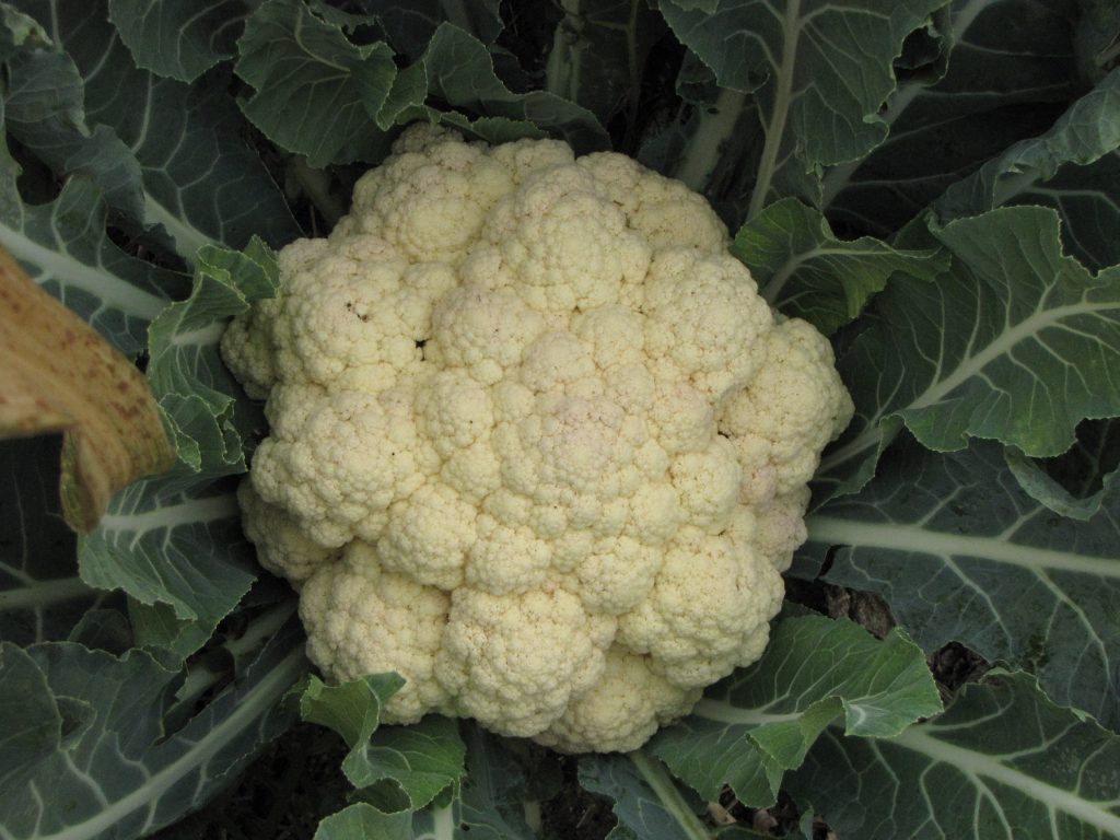 Amazing, Cauliflower