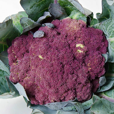 Purple of Sicily, Cauliflower